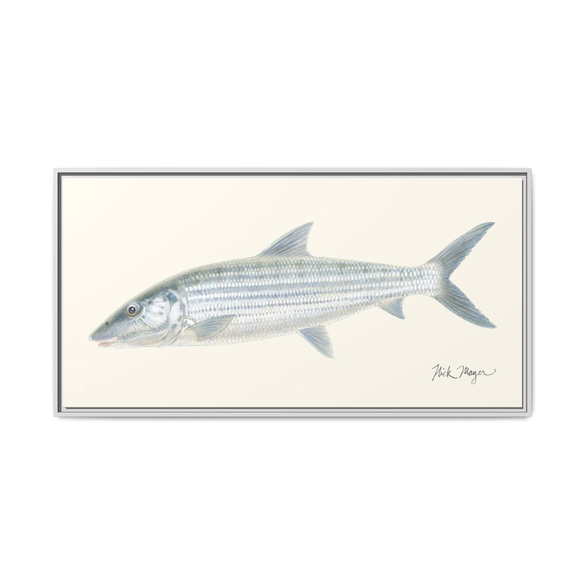 Bonefish Framed Canvas Print Printify