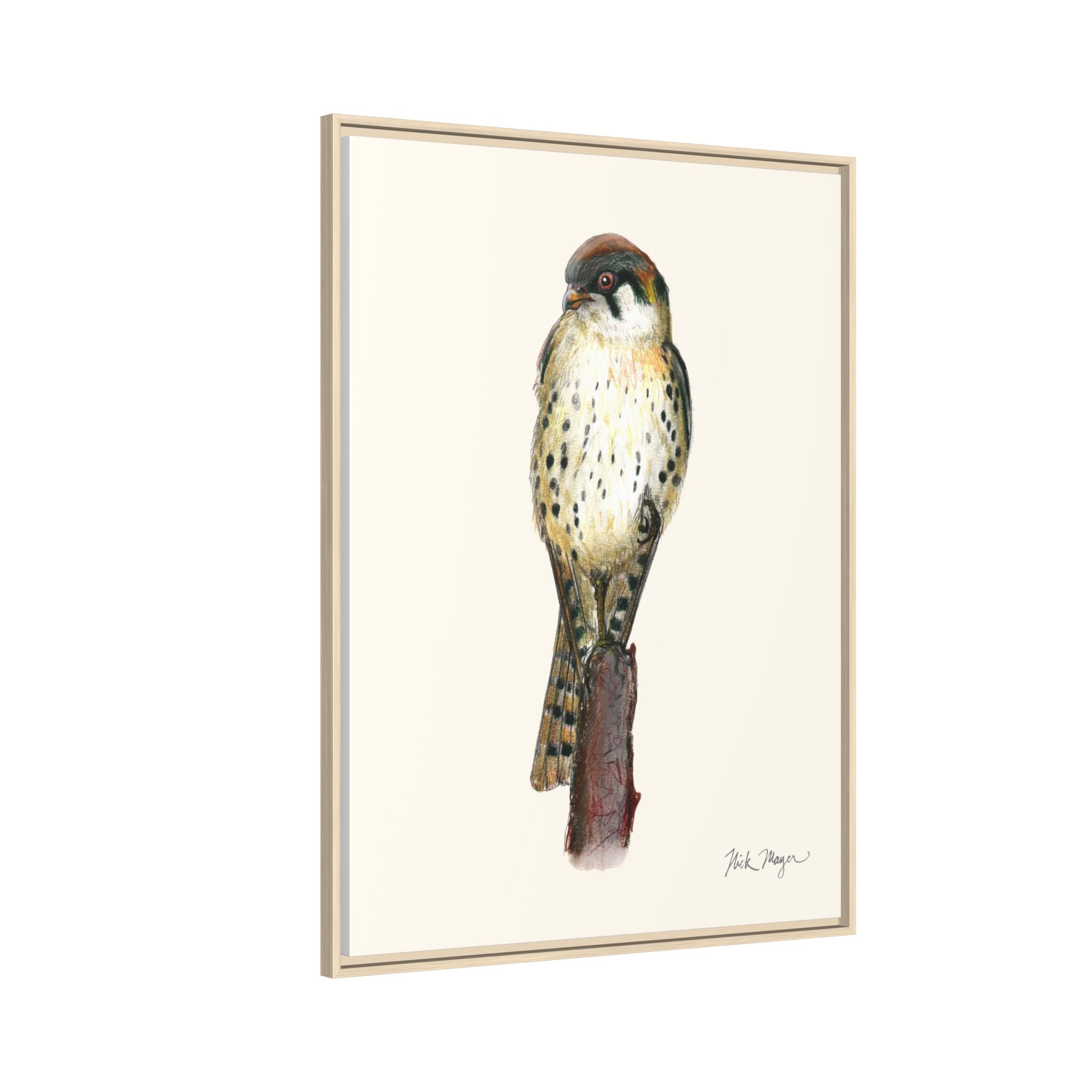 American Kestrel Framed Canvas Print Printify