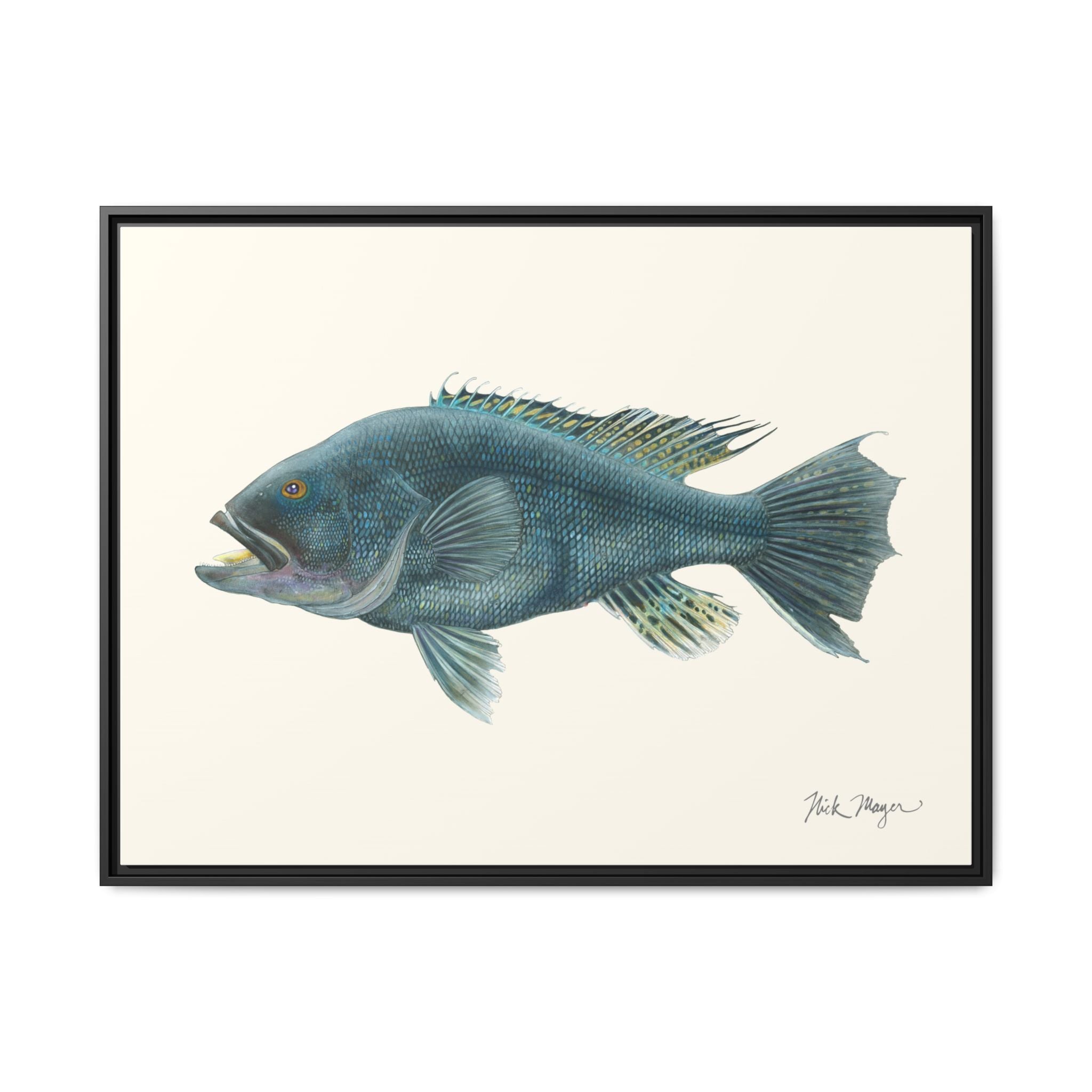 Black Sea Bass Framed Canvas Print Printify