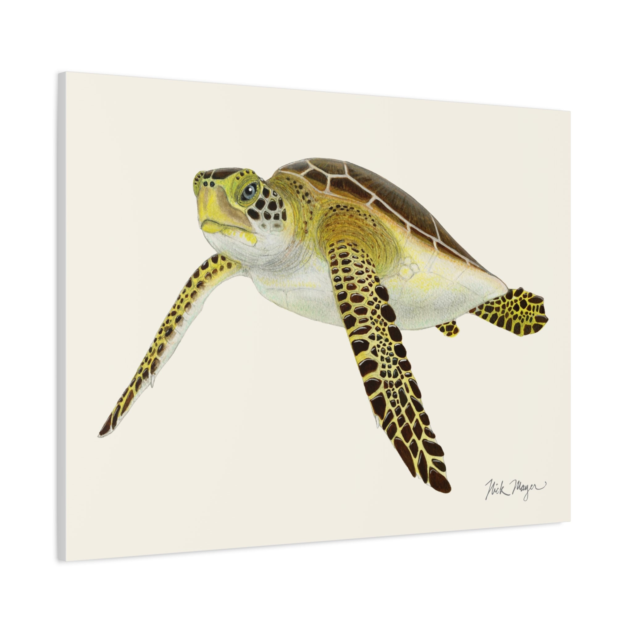 Juvenile Green Sea Turtle III Canvas Print