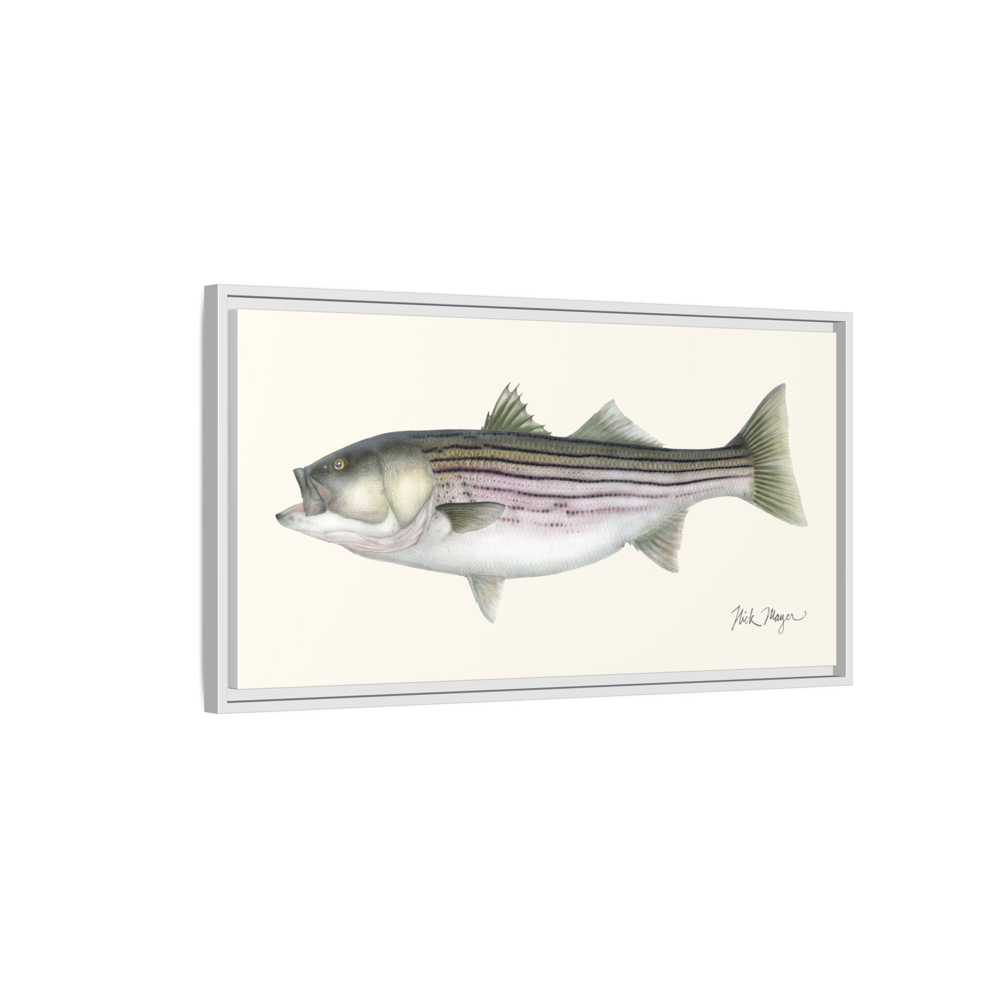Striped Bass, 30 lbs Framed Canvas Print Printify