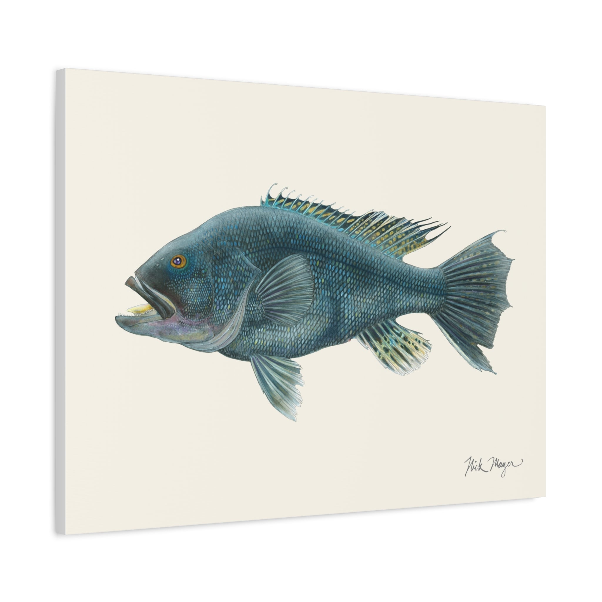 Black Sea Bass Canvas Print