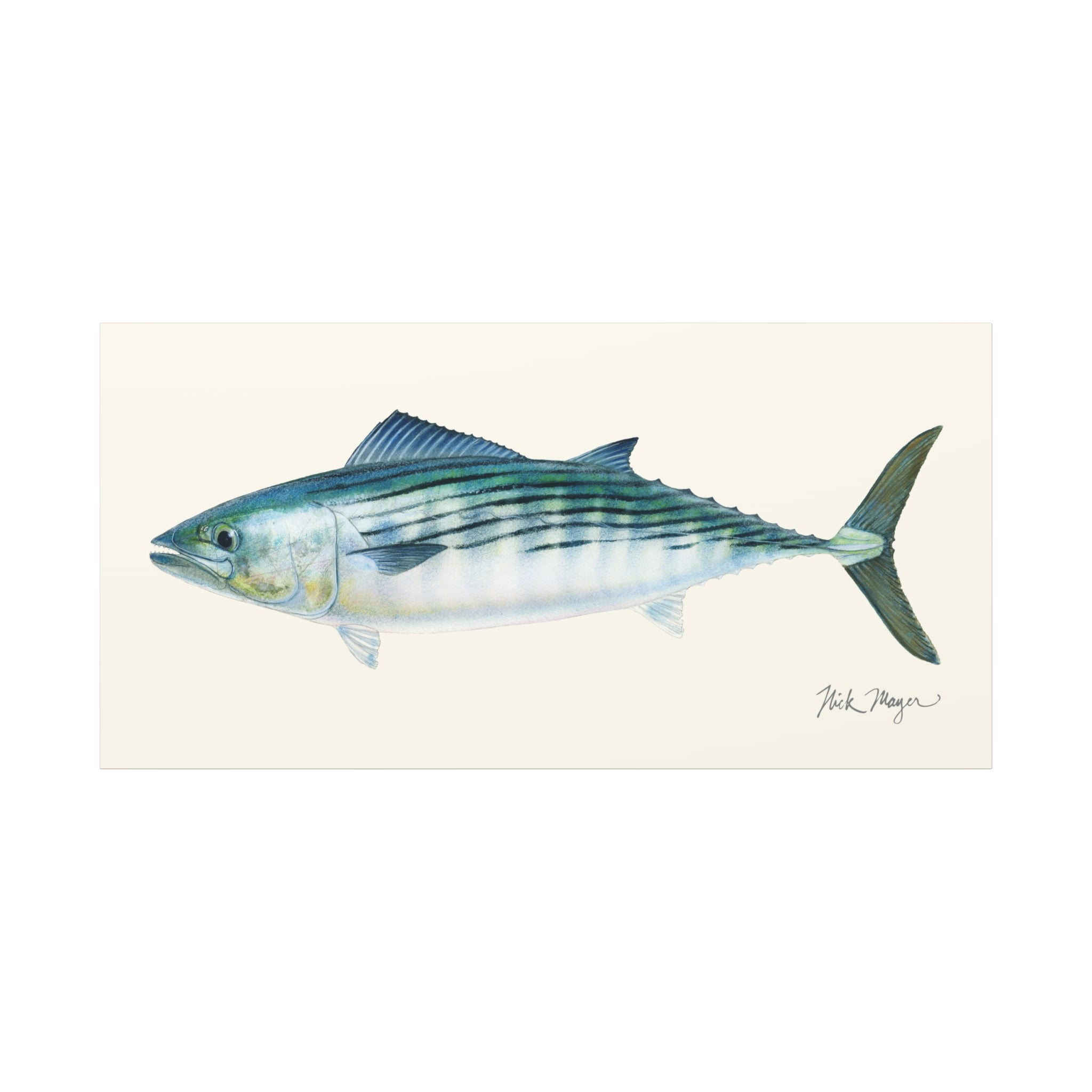 Bonito Canvas Print