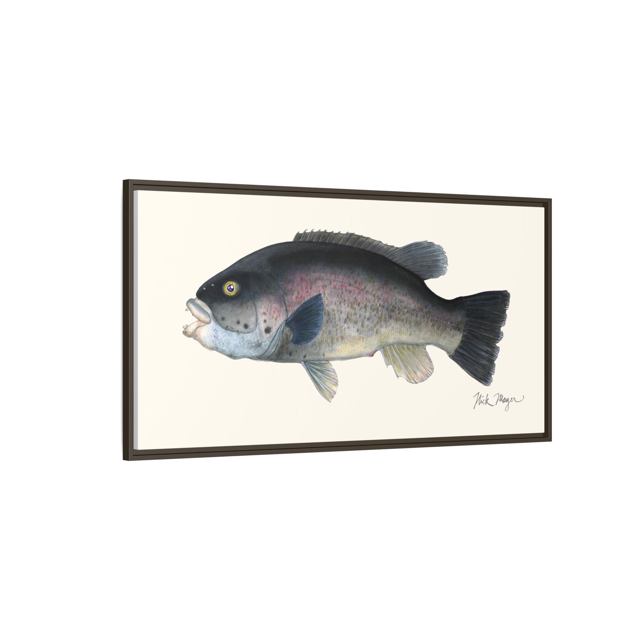 Tautog / Blackfish Framed Canvas Print Printify