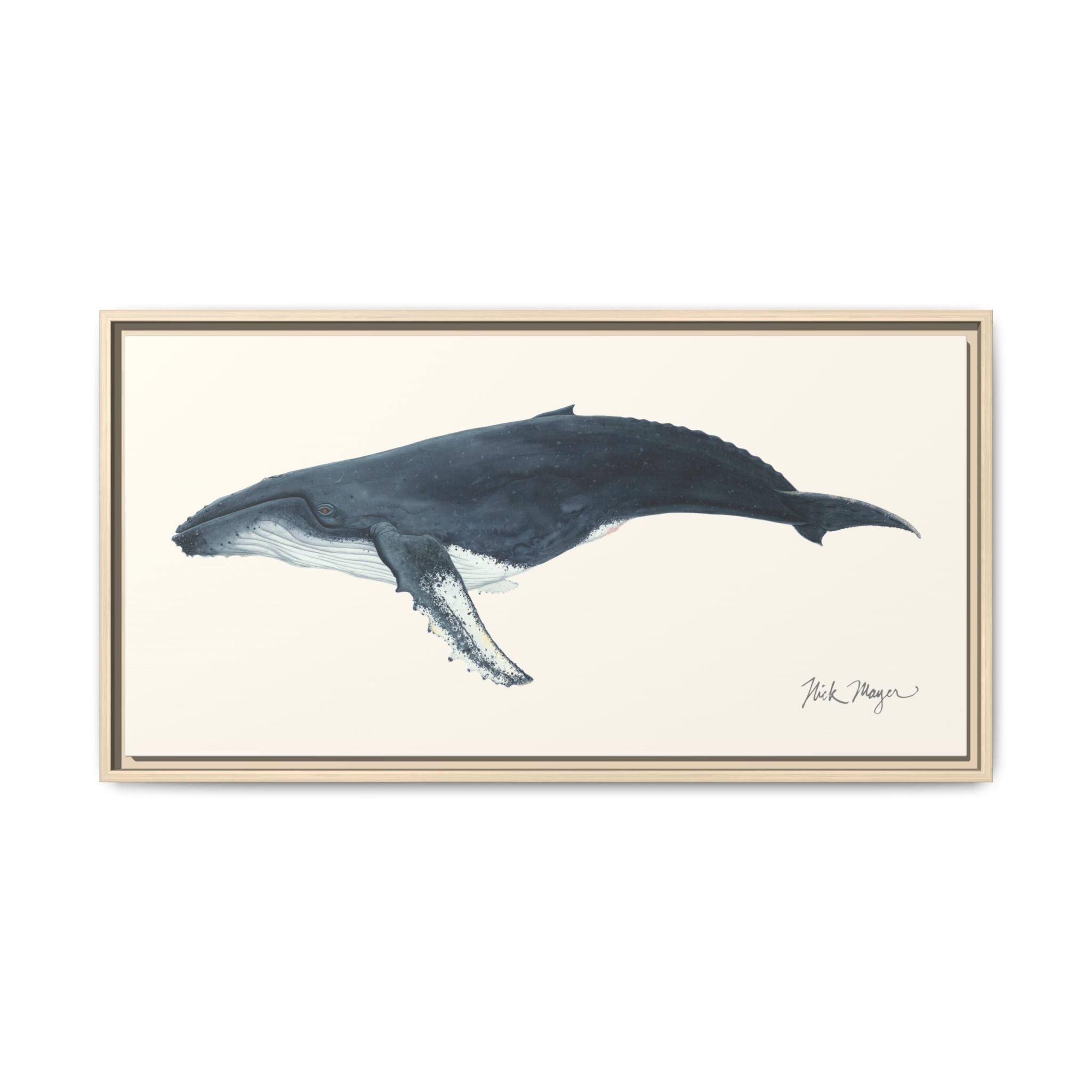 Humpback Whale Framed Canvas Print Printify