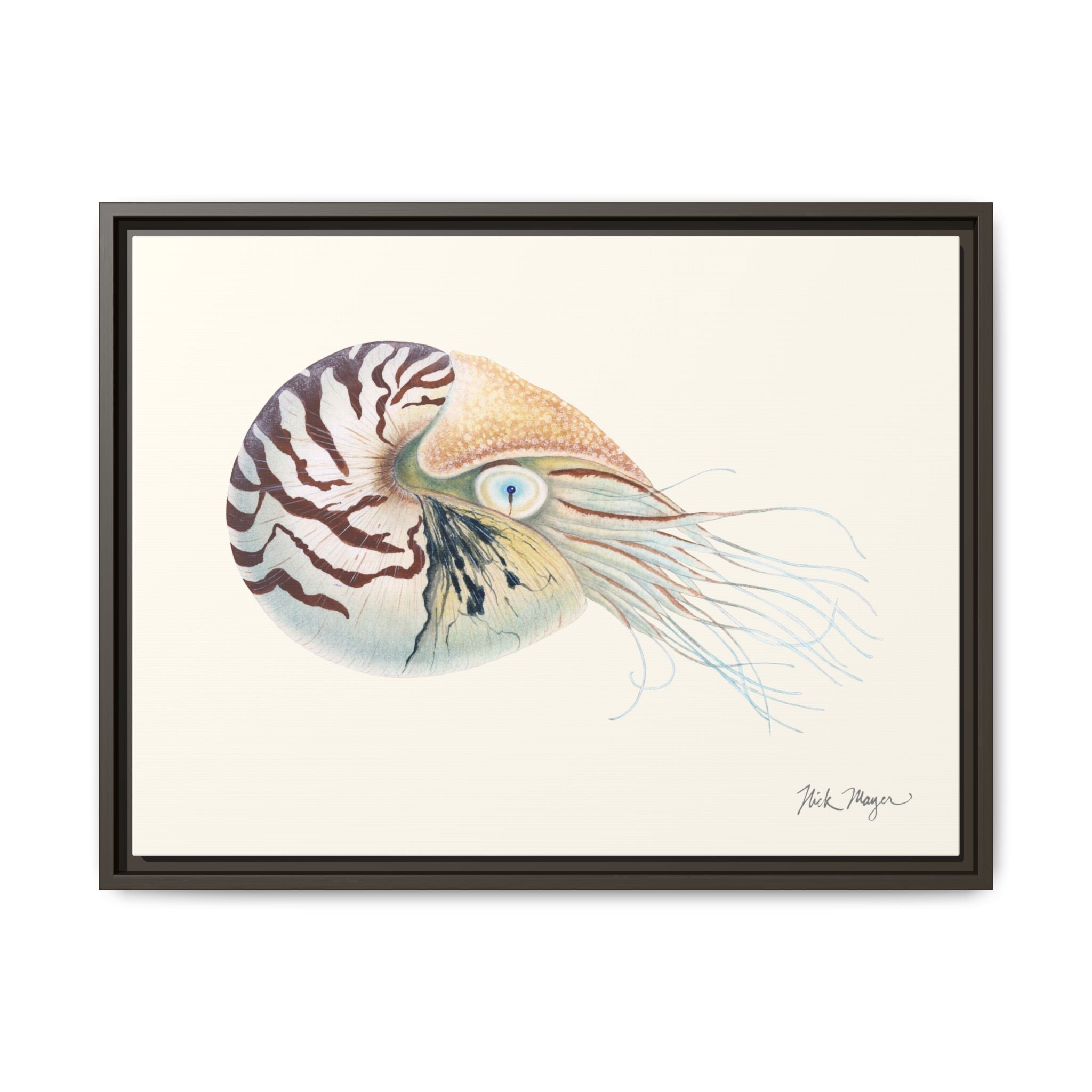 Chambered Nautilus Framed Canvas Print Printify