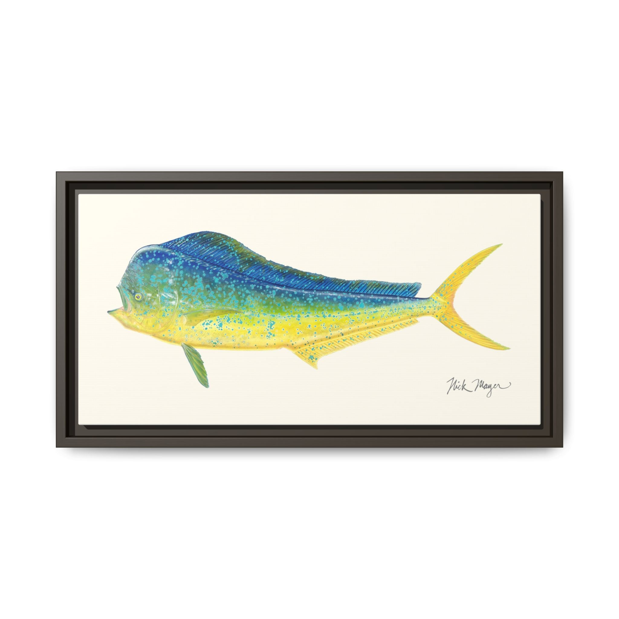 Bull Mahi Mahi Framed Canvas Print