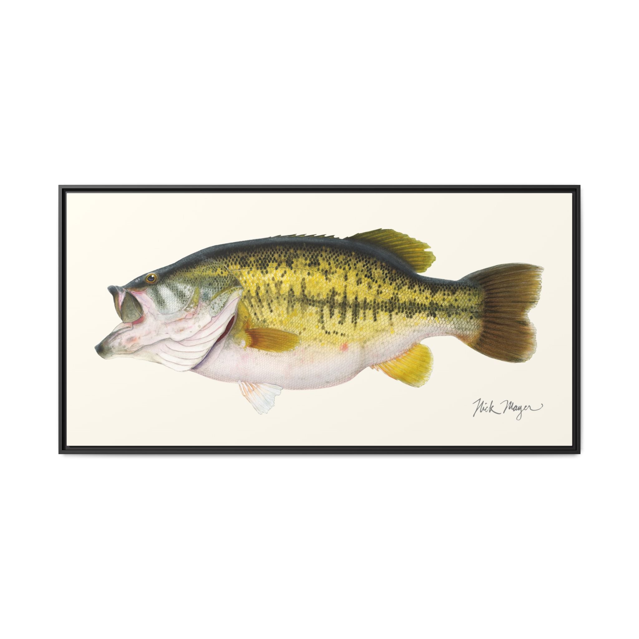 Largemouth Bass II Framed Canvas Print