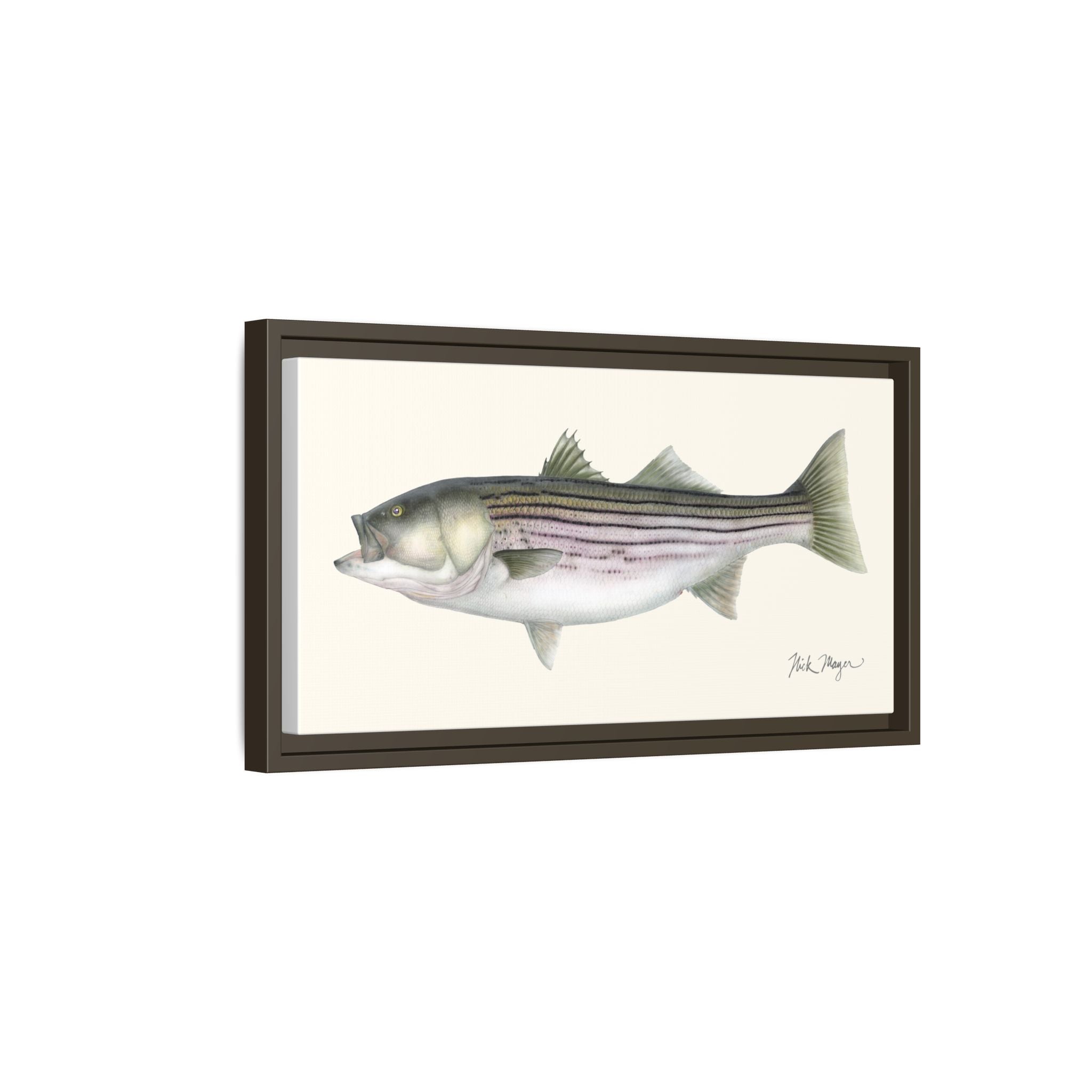 Striped Bass, 30 lbs Framed Canvas Print Printify