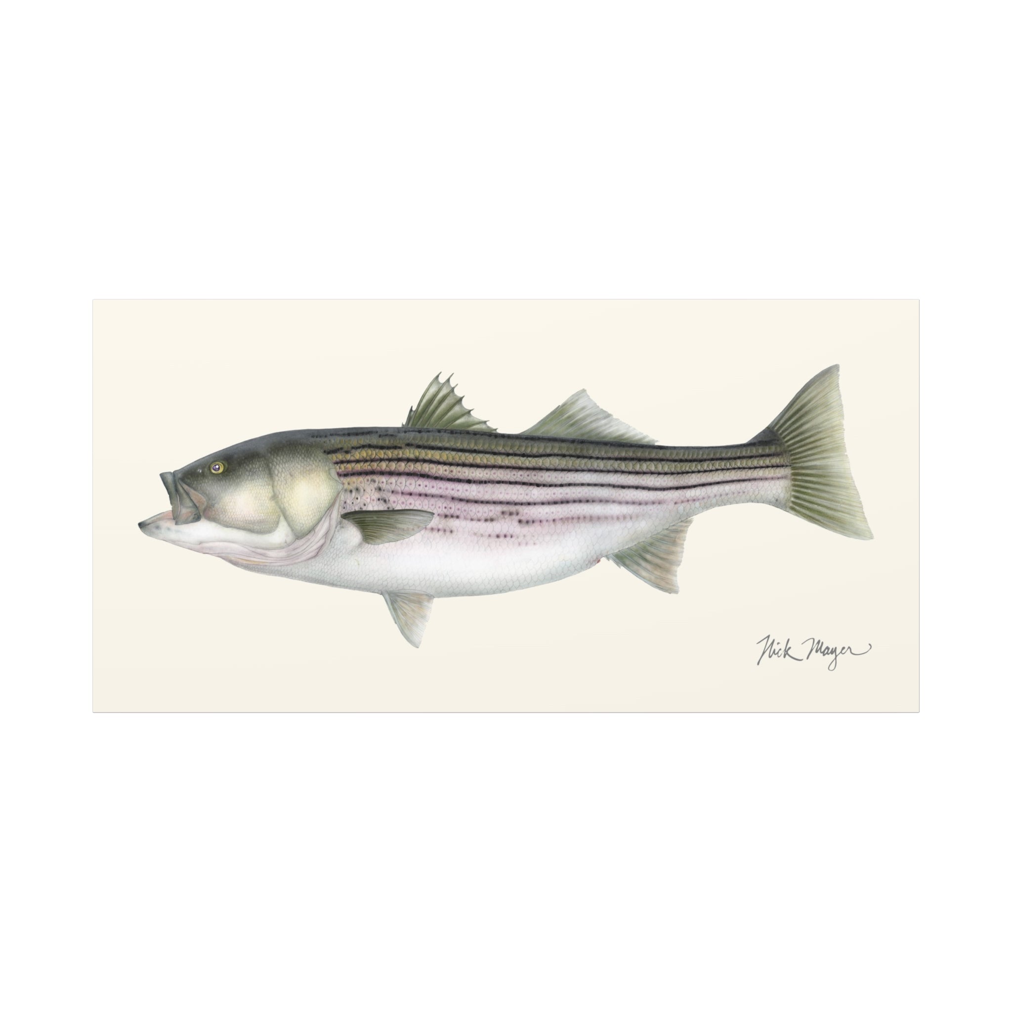 Striped Bass, 30 lbs Canvas Print