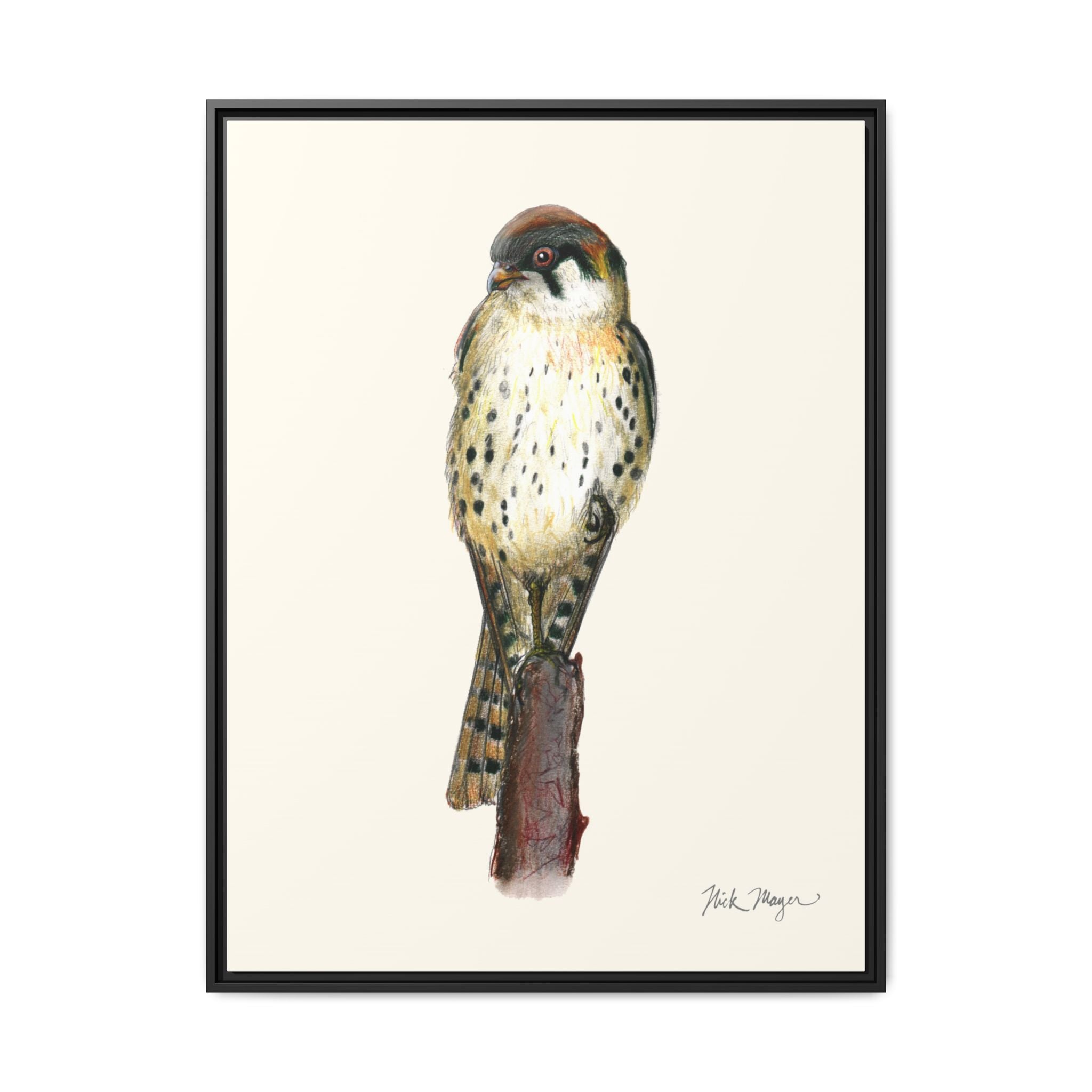 American Kestrel Framed Canvas Print Printify