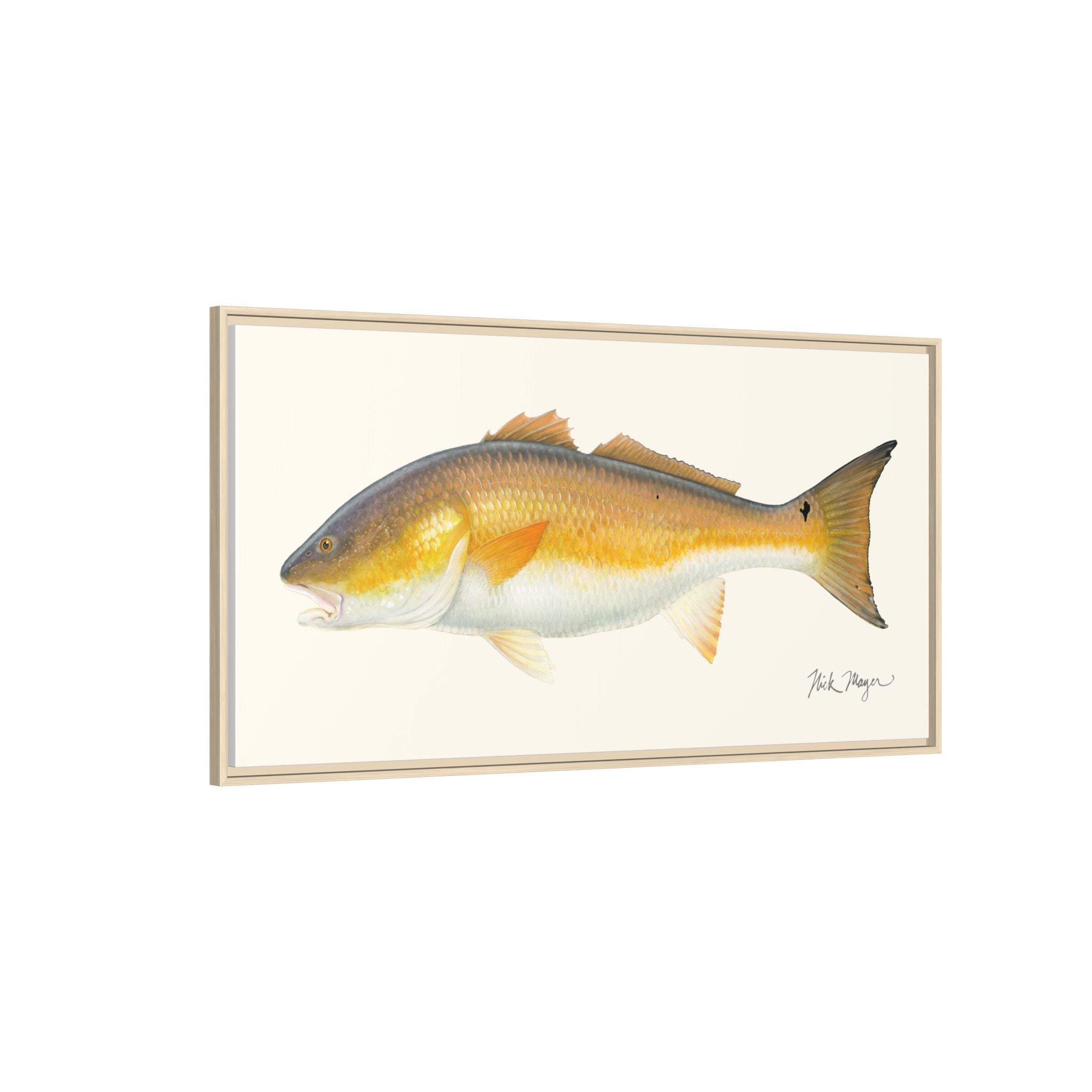 Bull Redfish Framed Canvas Print Printify