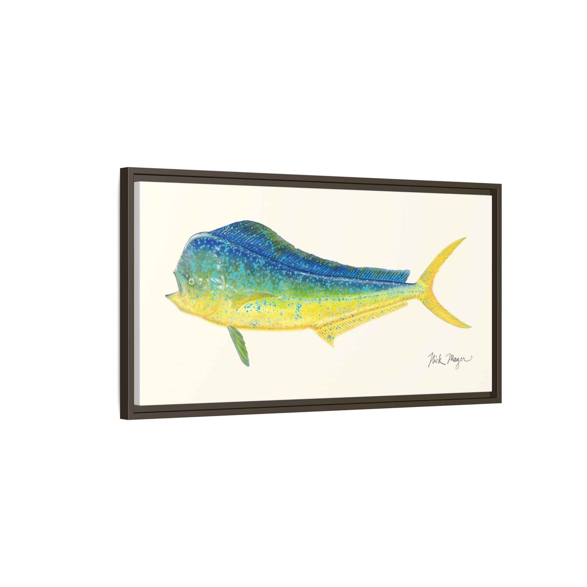 Bull Mahi Mahi Framed Canvas Print