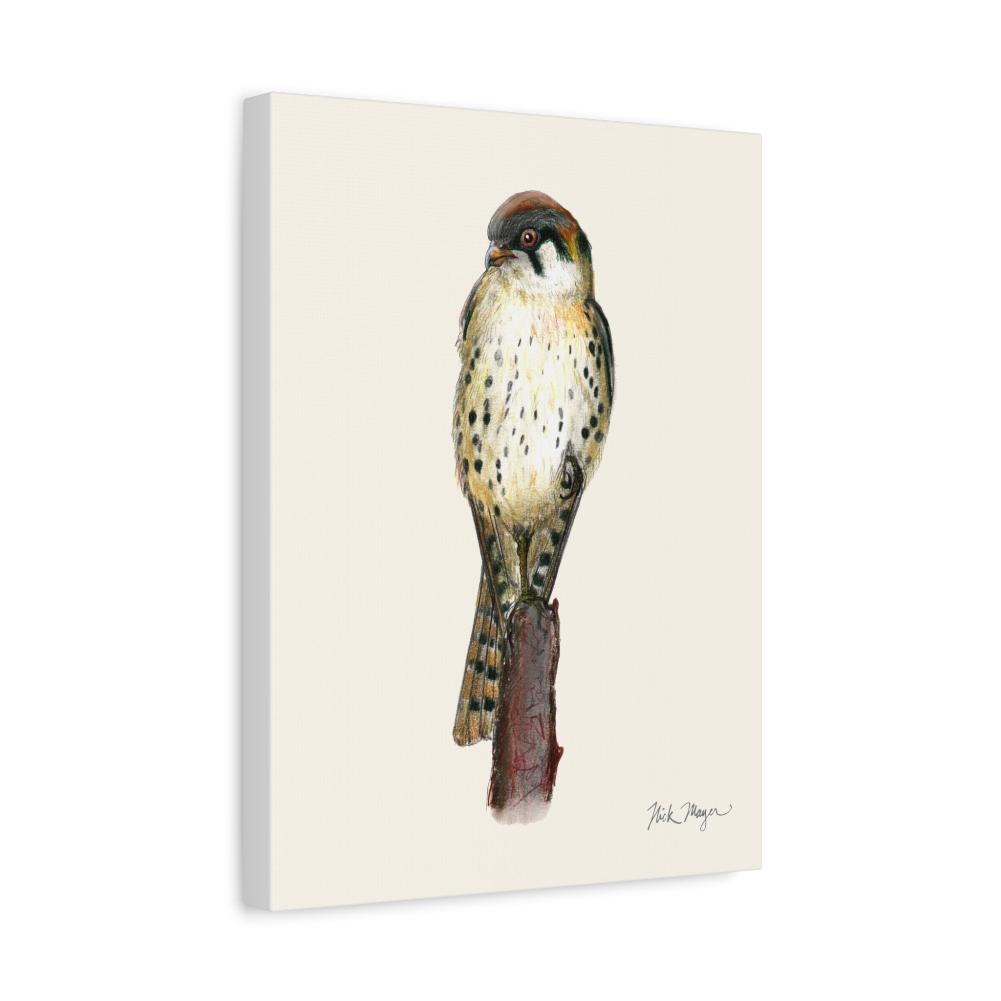 American Kestrel Canvas Print