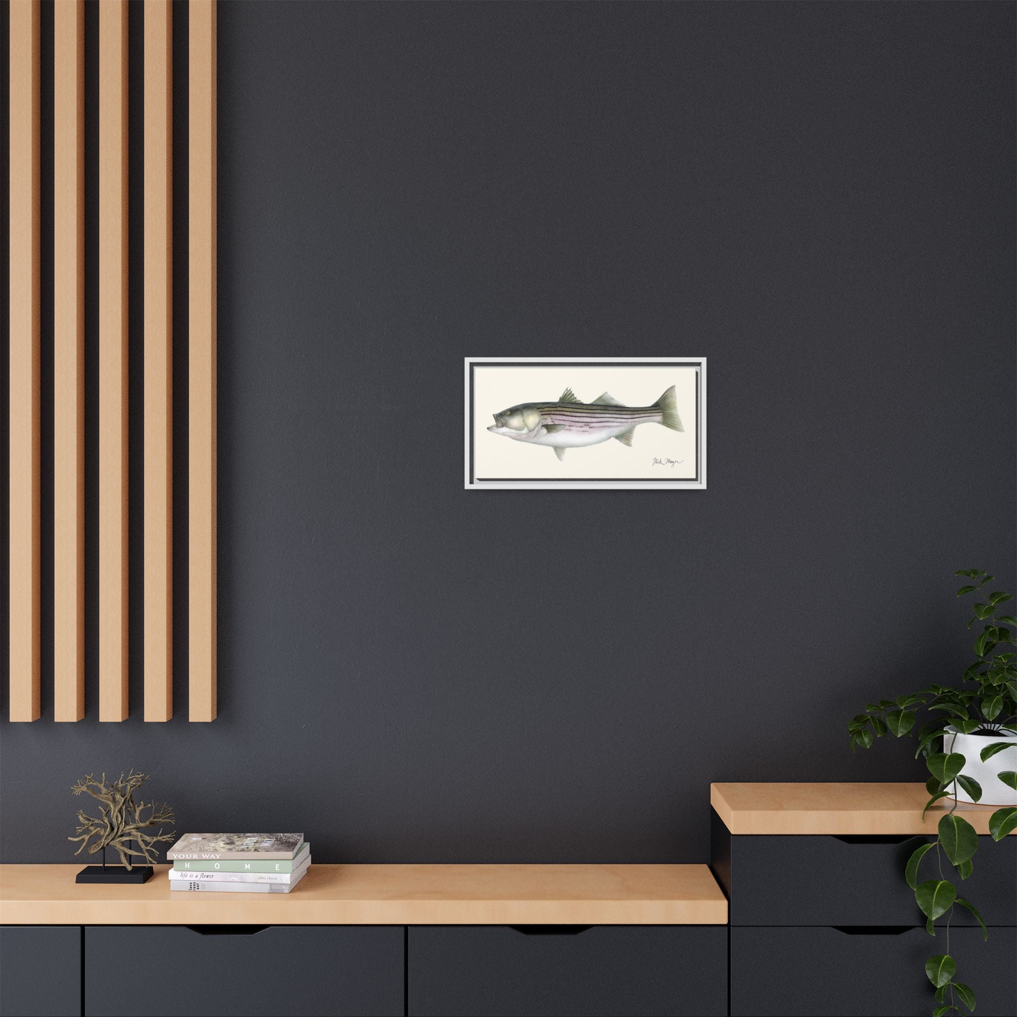 Striped Bass, 30 lbs Framed Canvas Print