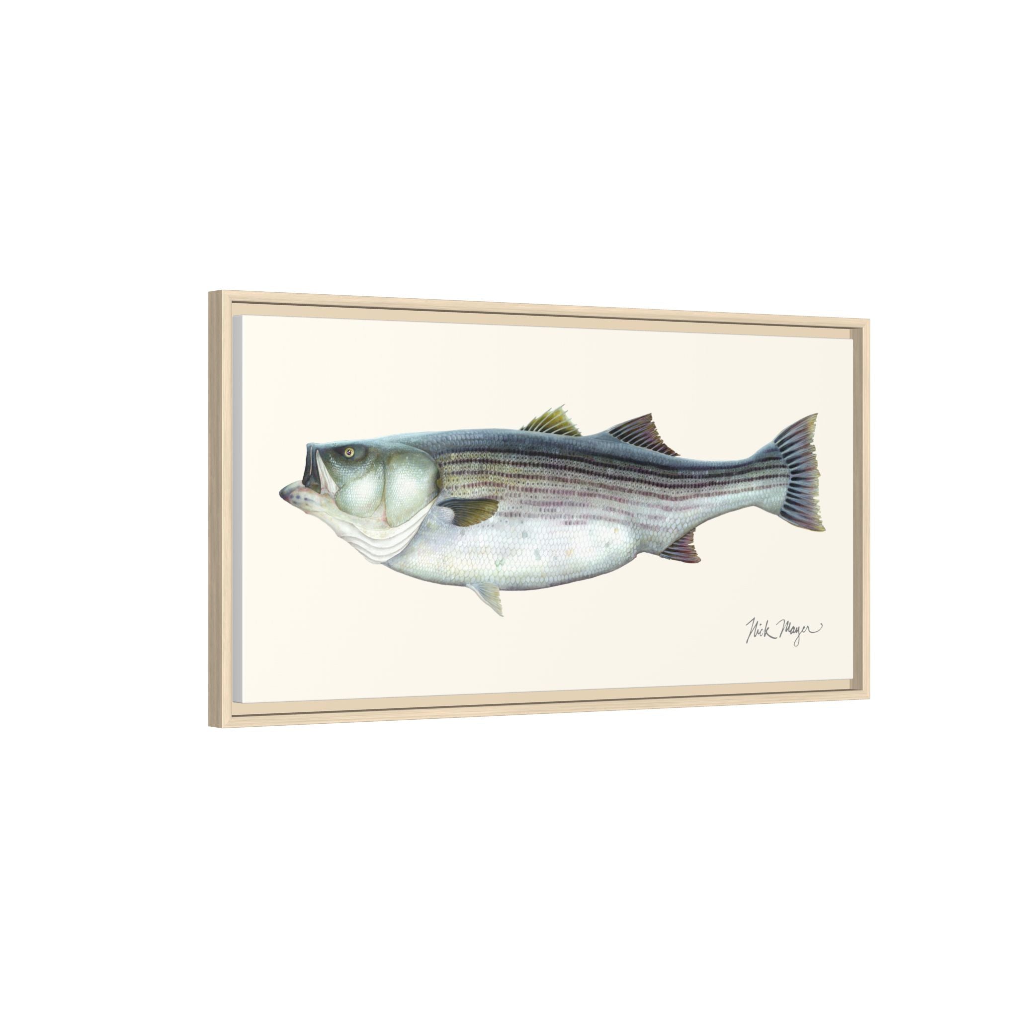 Striped Bass, 60 lbs Framed Canvas Print Printify