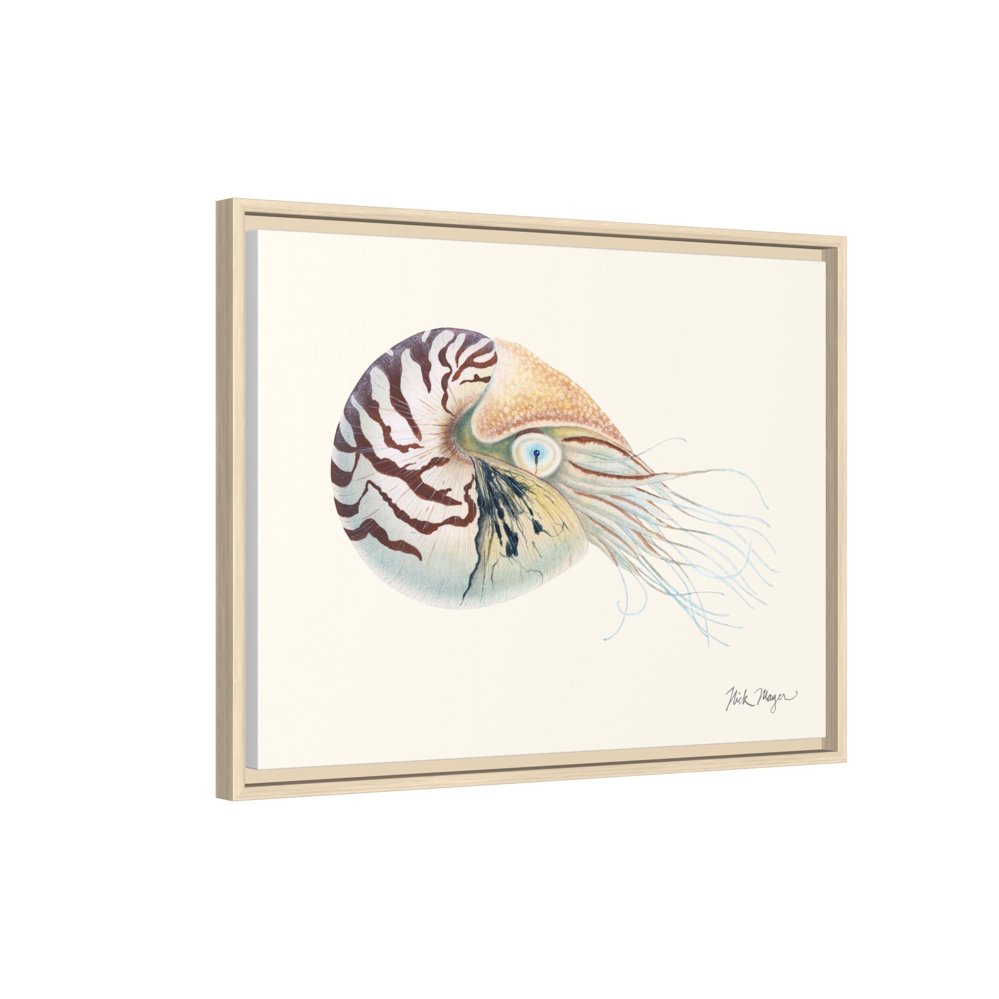 Chambered Nautilus Framed Canvas Print Printify