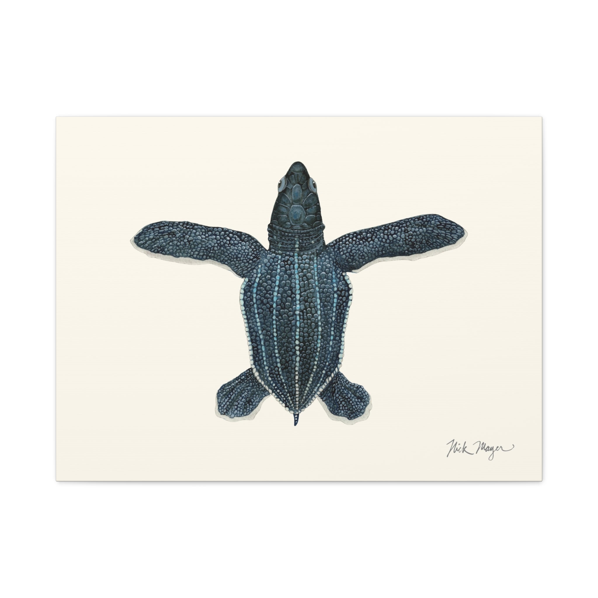 Hatchling Leatherback Sea Turtle Canvas Print