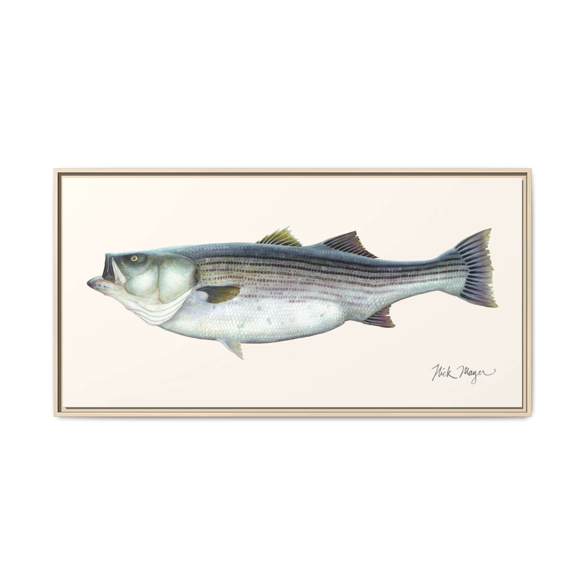 Striped Bass, 60 lbs Framed Canvas Print Printify