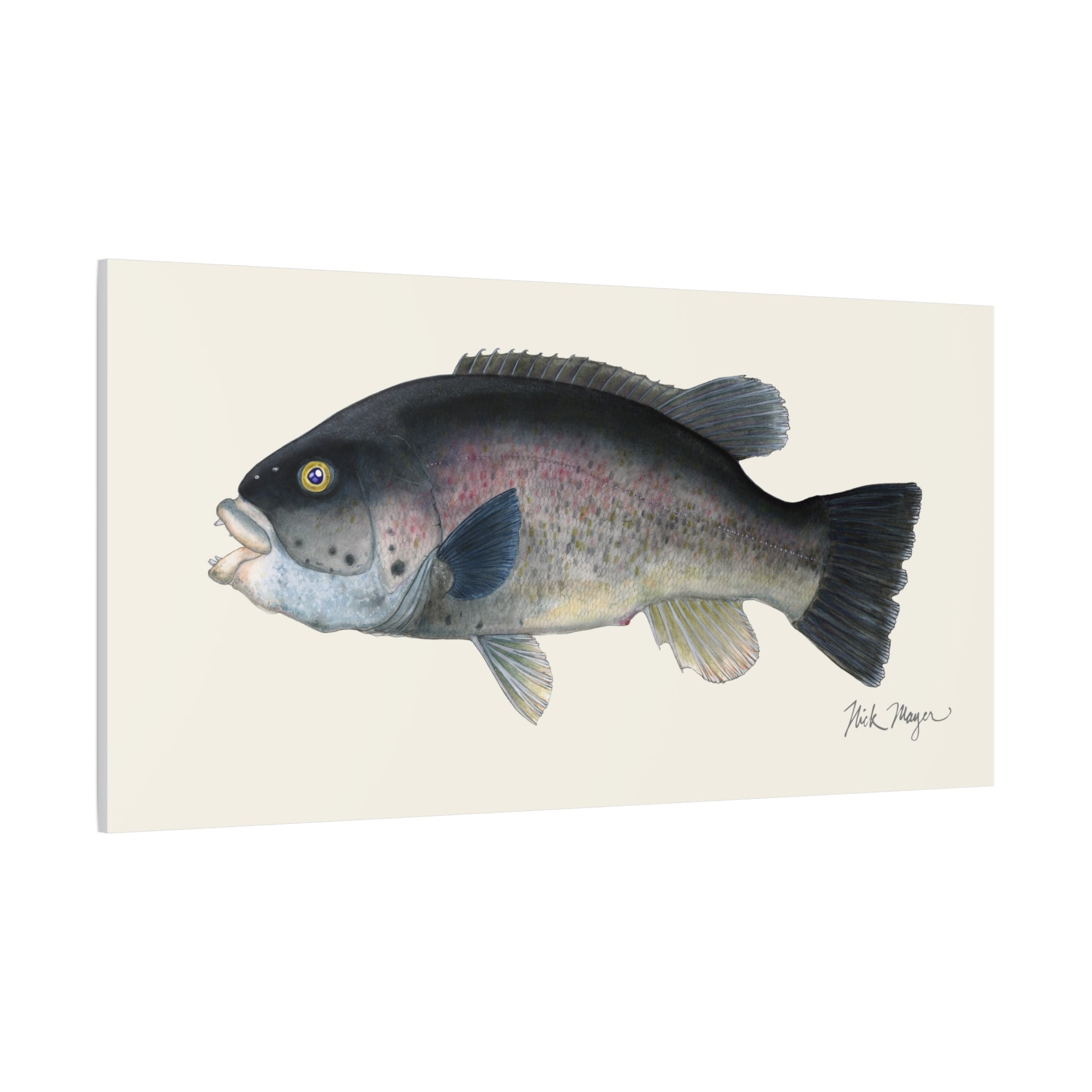 Tautog Canvas Print