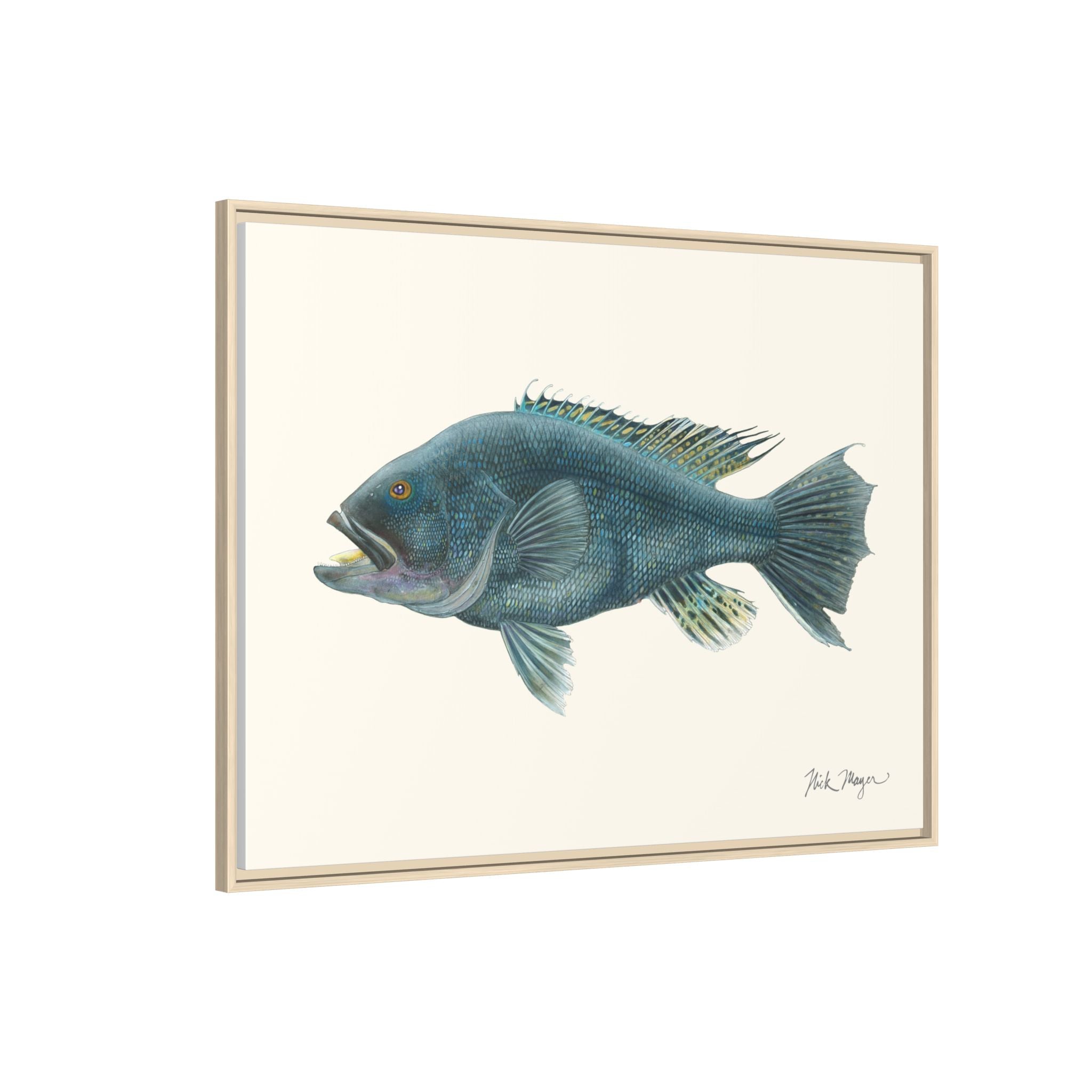 Black Sea Bass Framed Canvas Print Printify