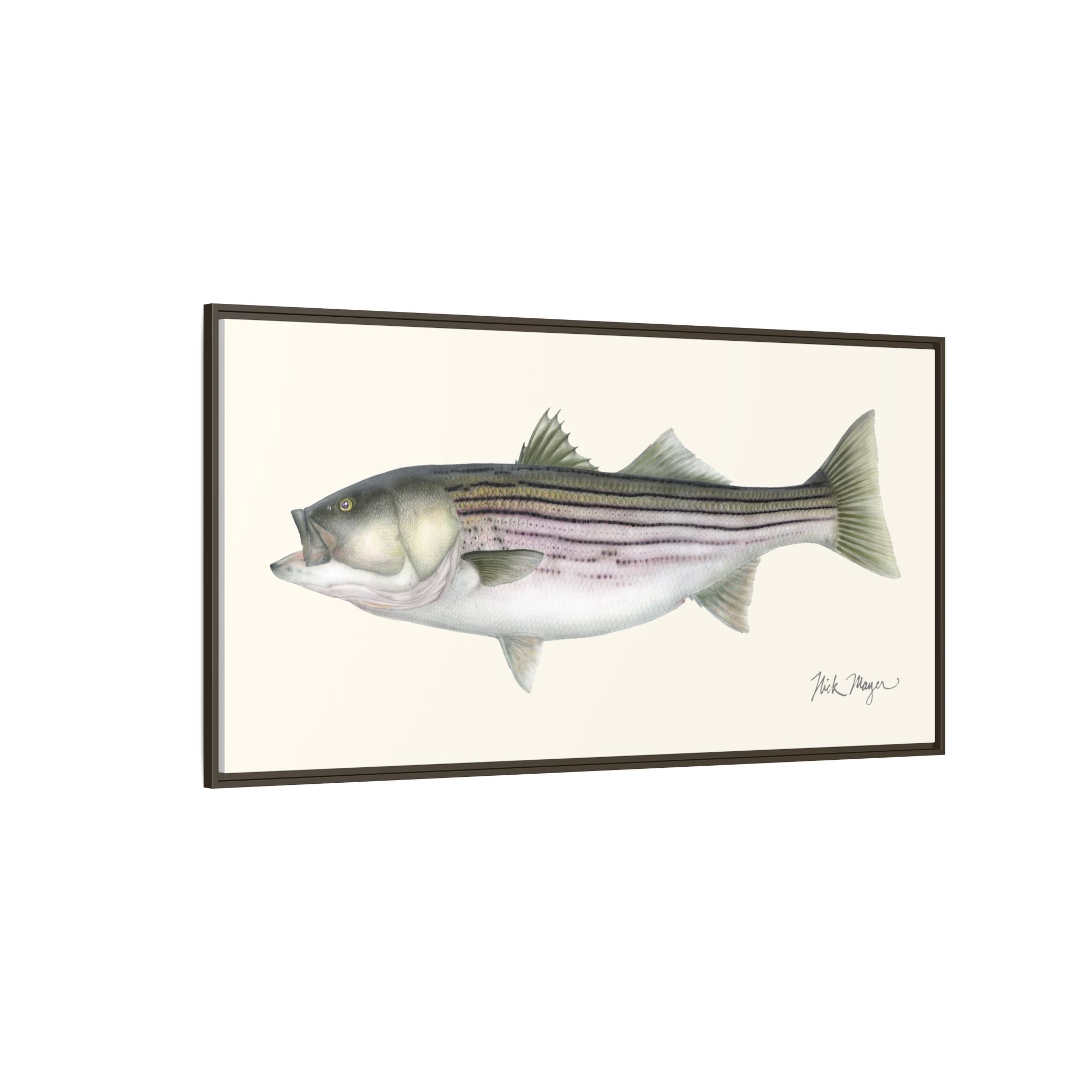 Striped Bass, 30 lbs Framed Canvas Print Printify