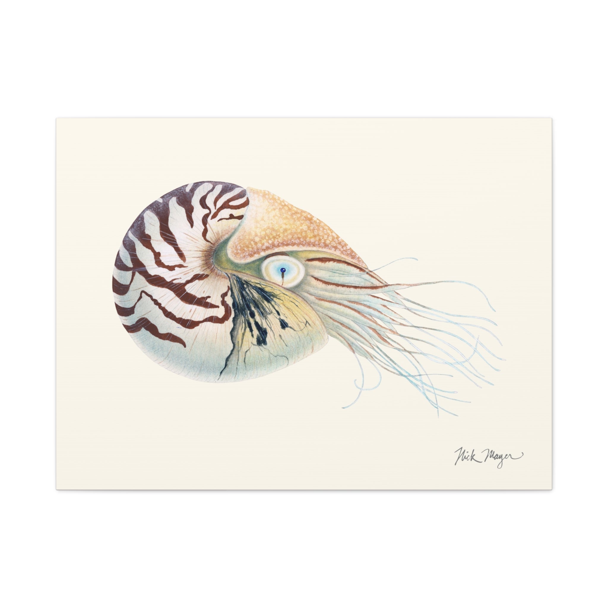 Chambered Nautilus Canvas Print