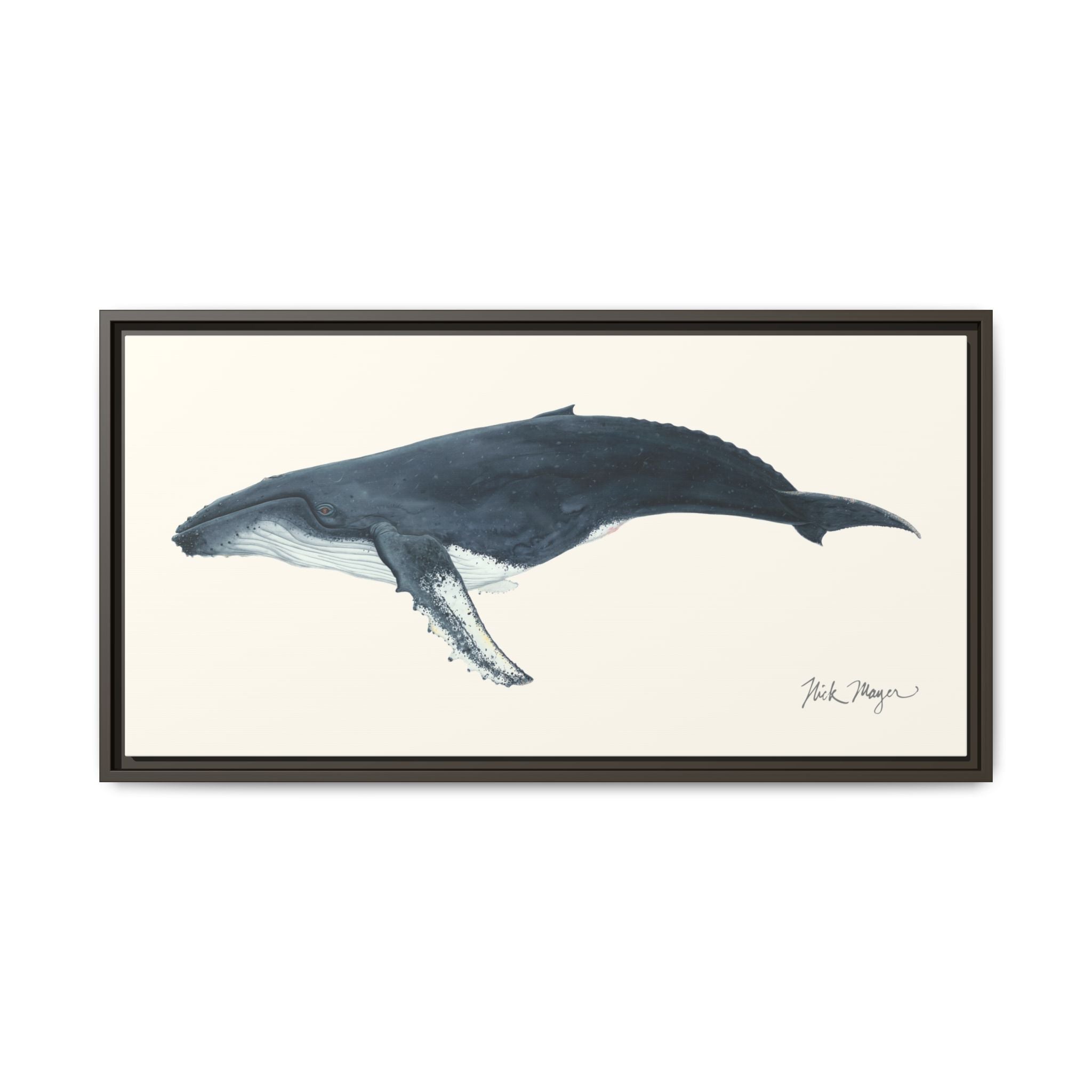 Humpback Whale Framed Canvas Print Printify