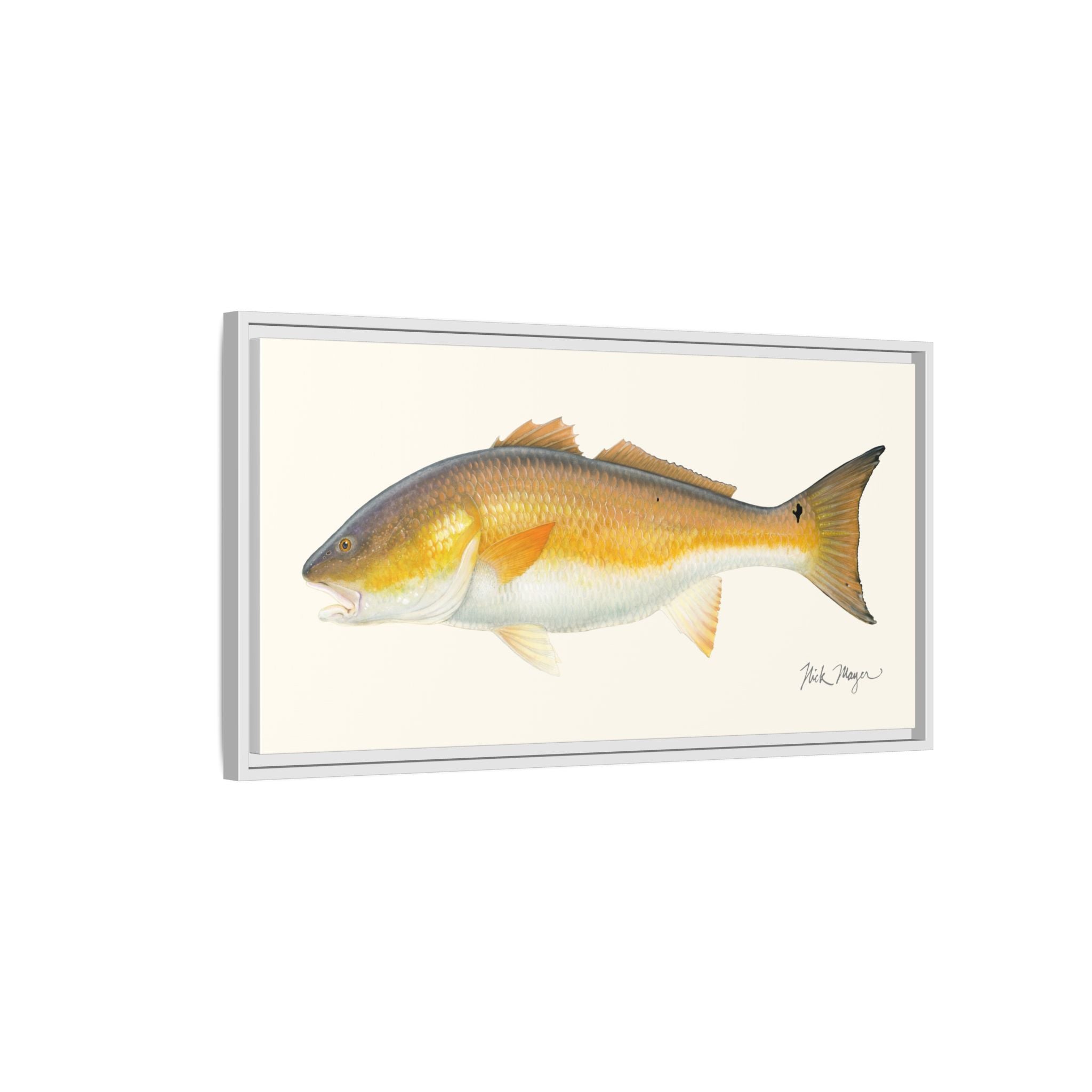 Bull Redfish Framed Canvas Print Printify
