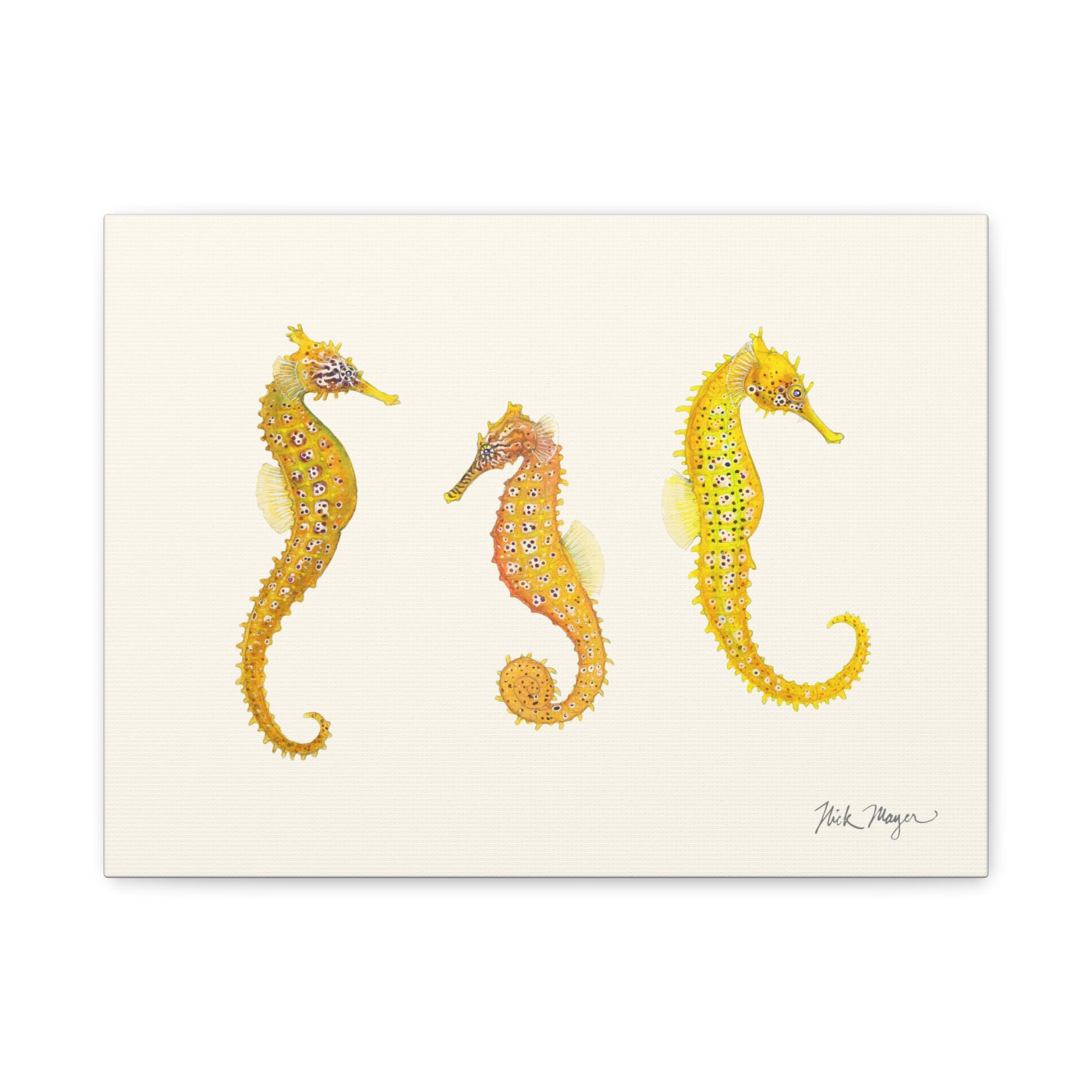 Giant Seahorse Trio Canvas Print