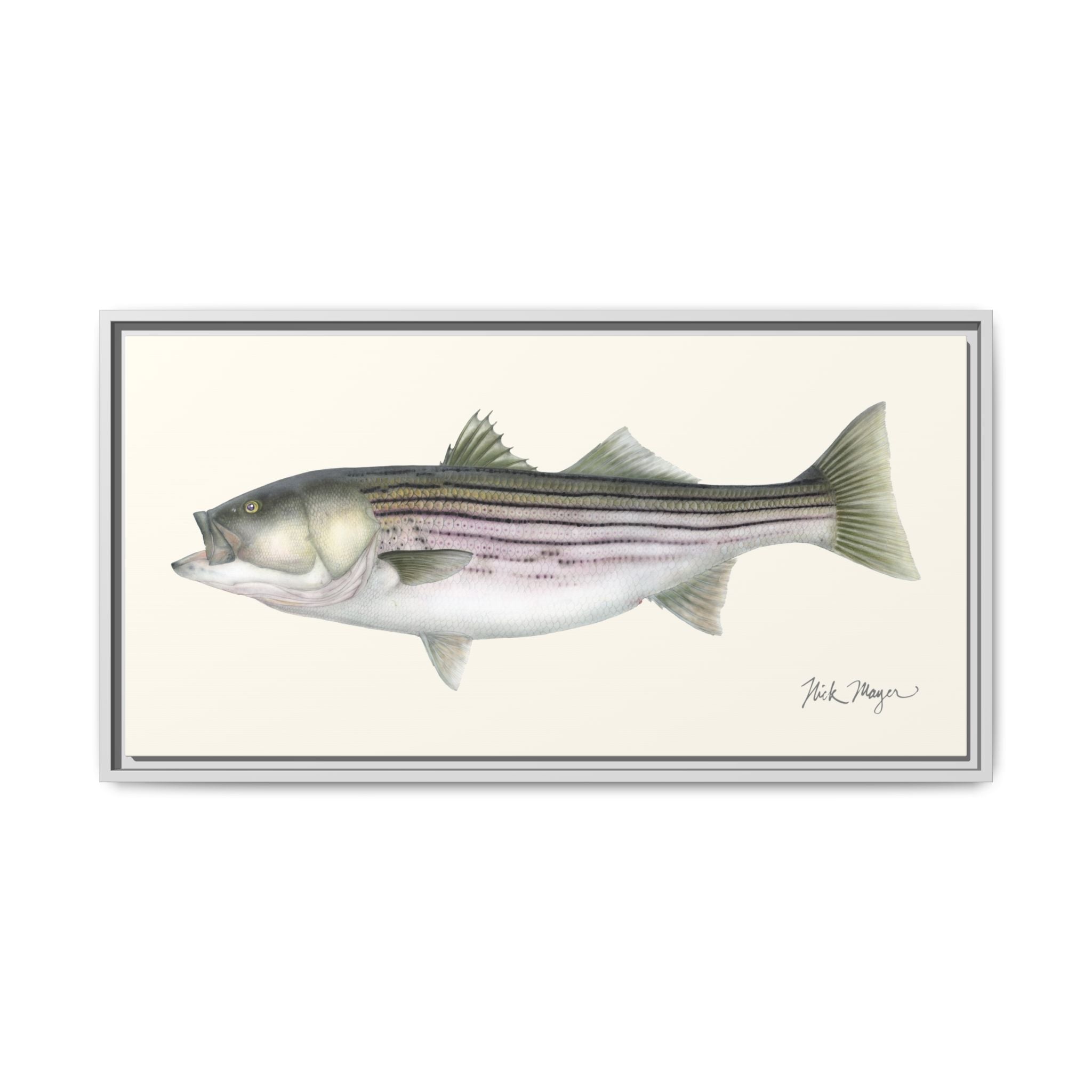 Striped Bass, 30 lbs Framed Canvas Print Printify