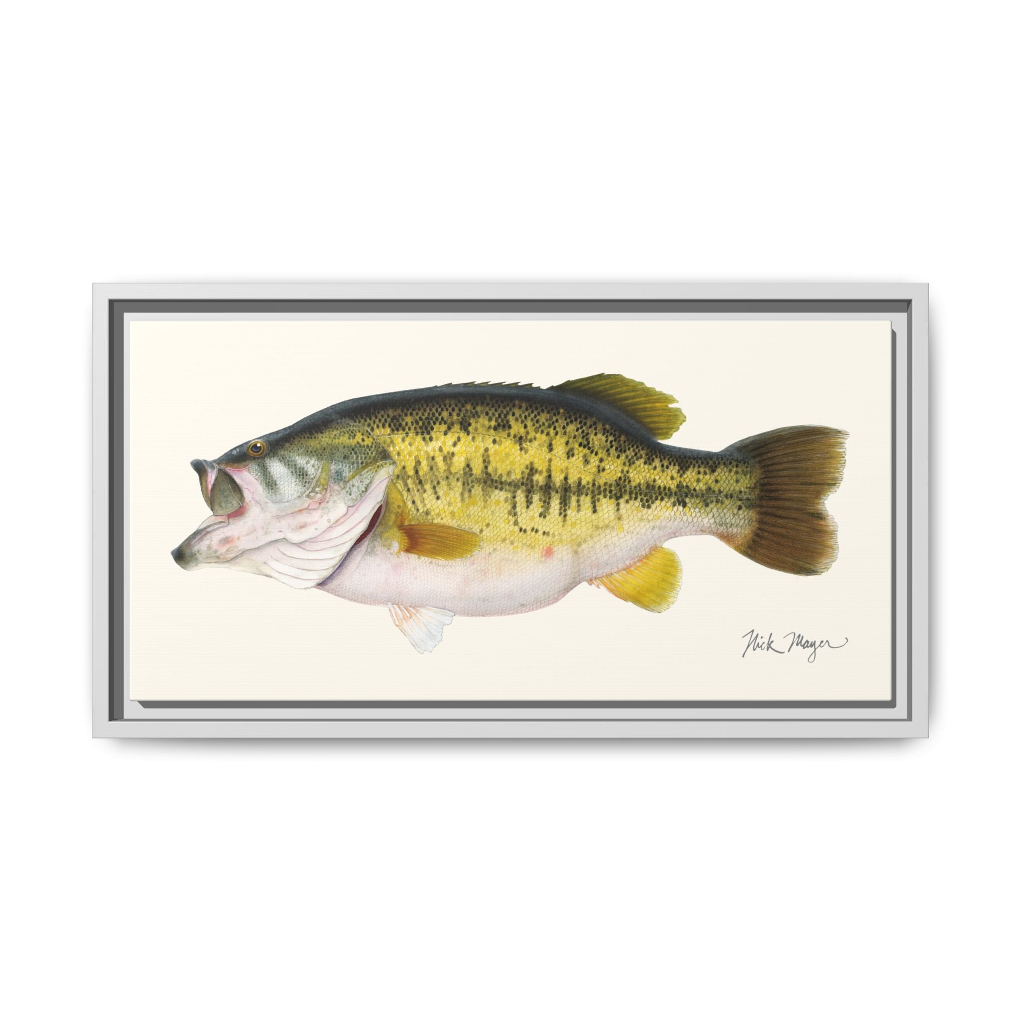 Largemouth Bass II Framed Canvas Print Printify