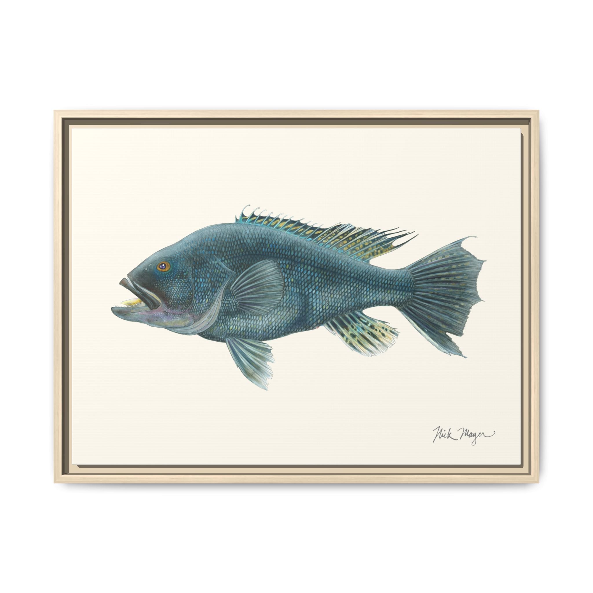 Black Sea Bass Framed Canvas Print Printify
