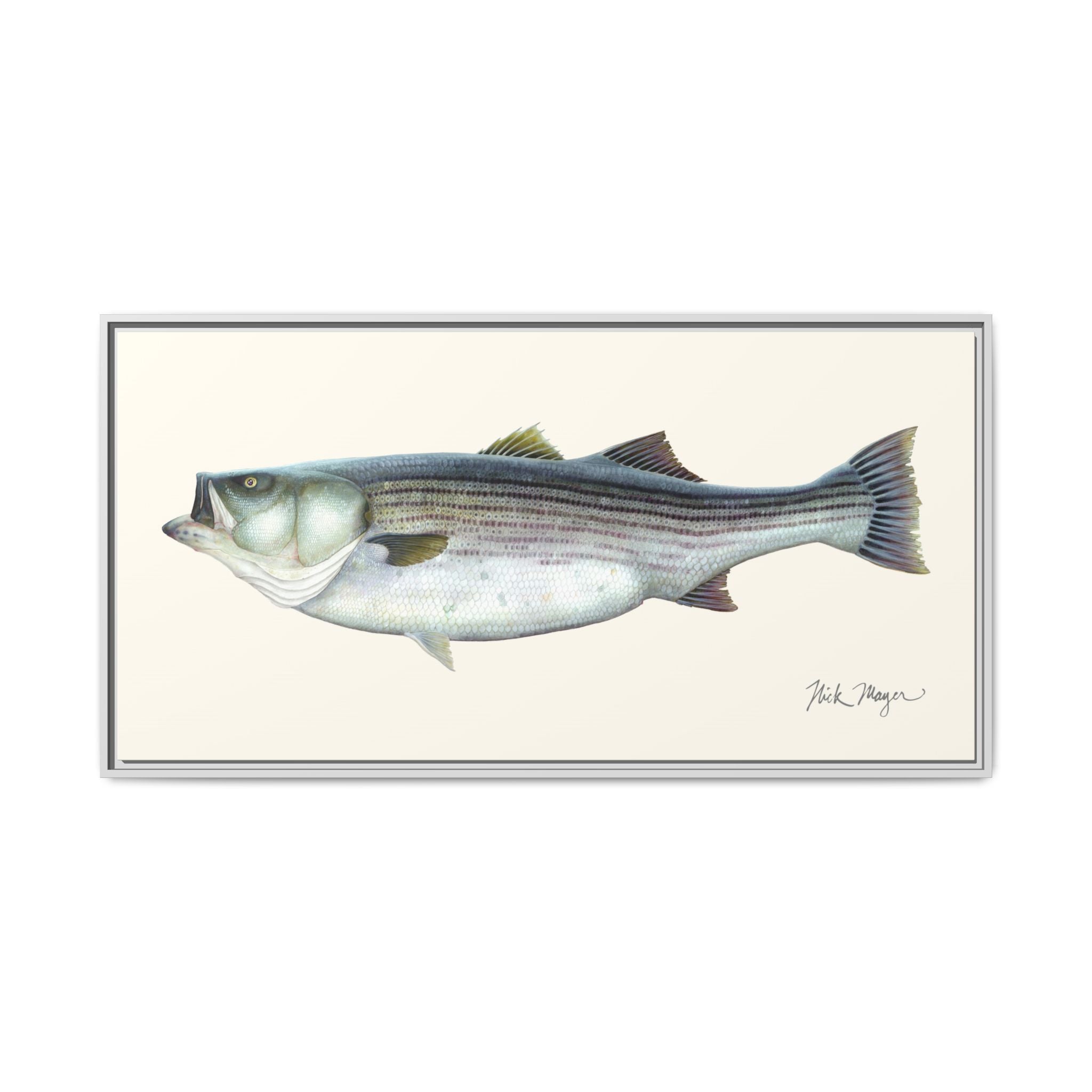 Striped Bass, 60 lbs Framed Canvas Print Printify