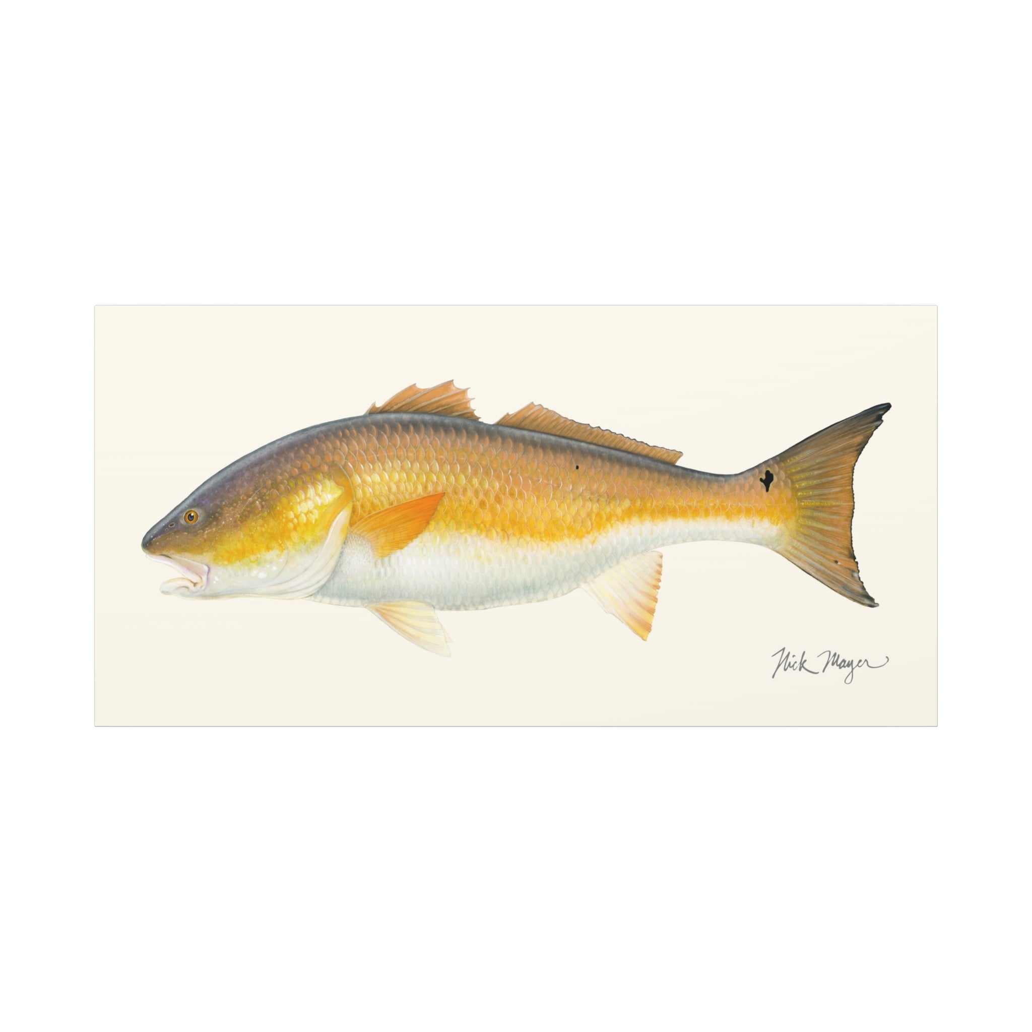 Bull Redfish Canvas Print Printify