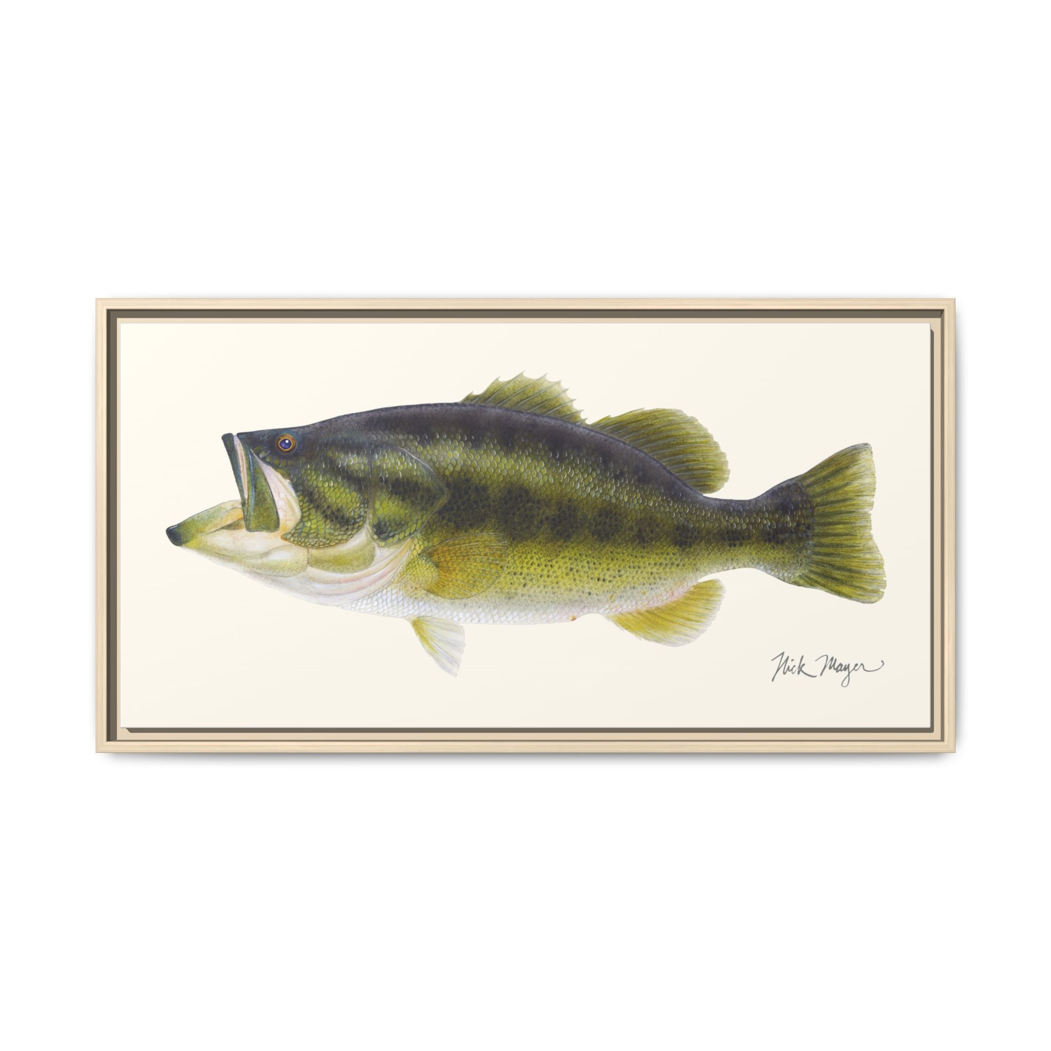 Largemouth Bass I Framed Canvas Print Printify