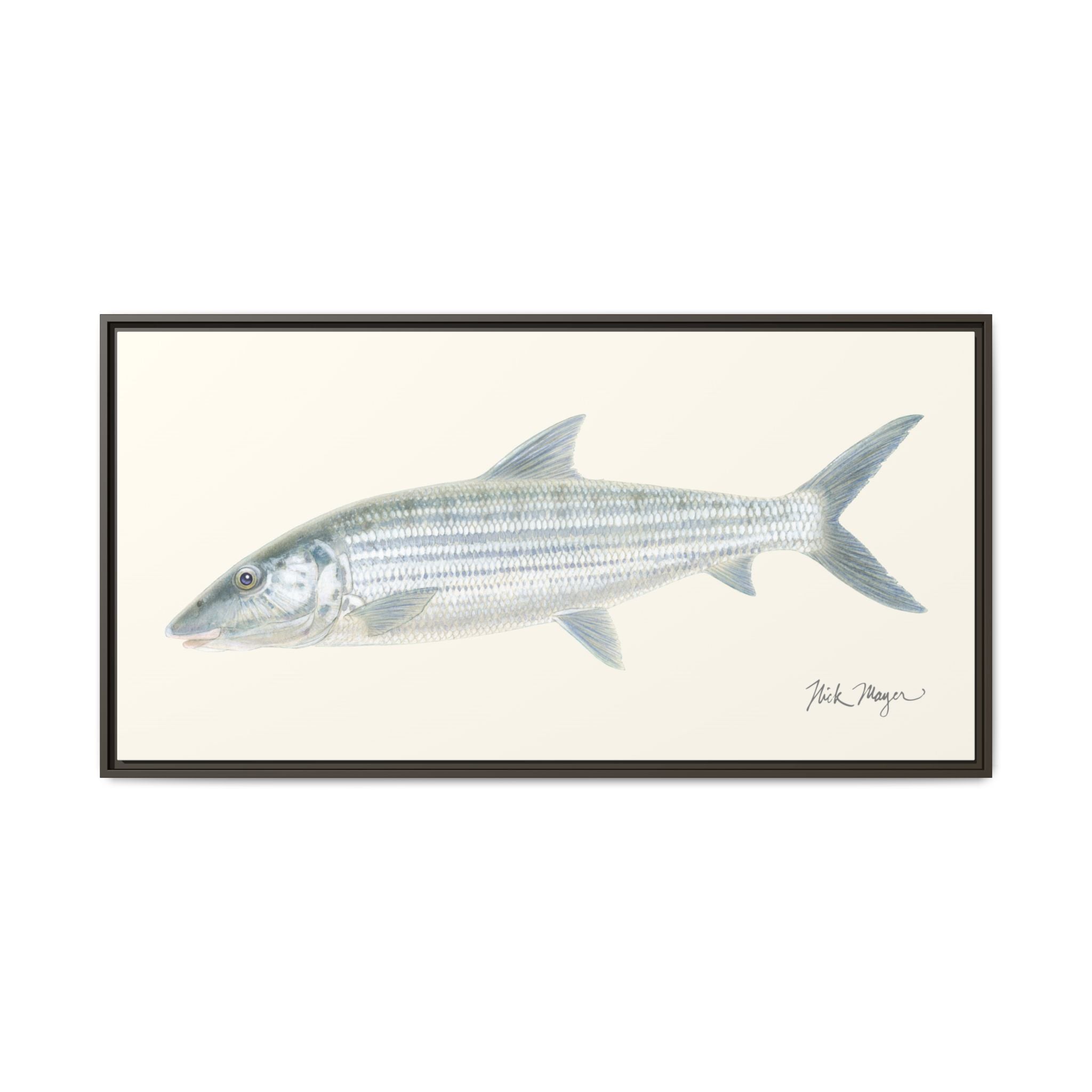 Bonefish Framed Canvas Print Printify
