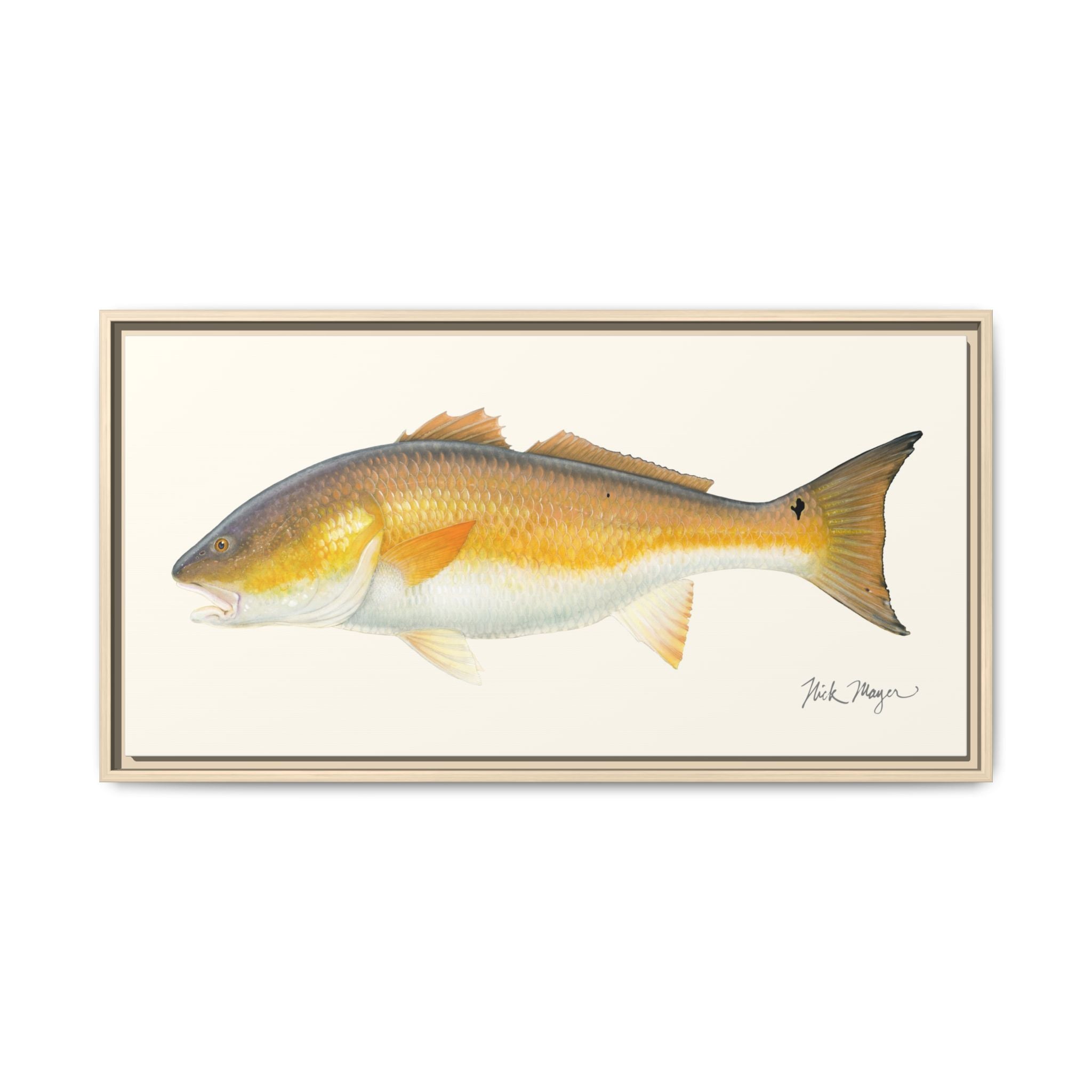Bull Redfish Framed Canvas Print Printify