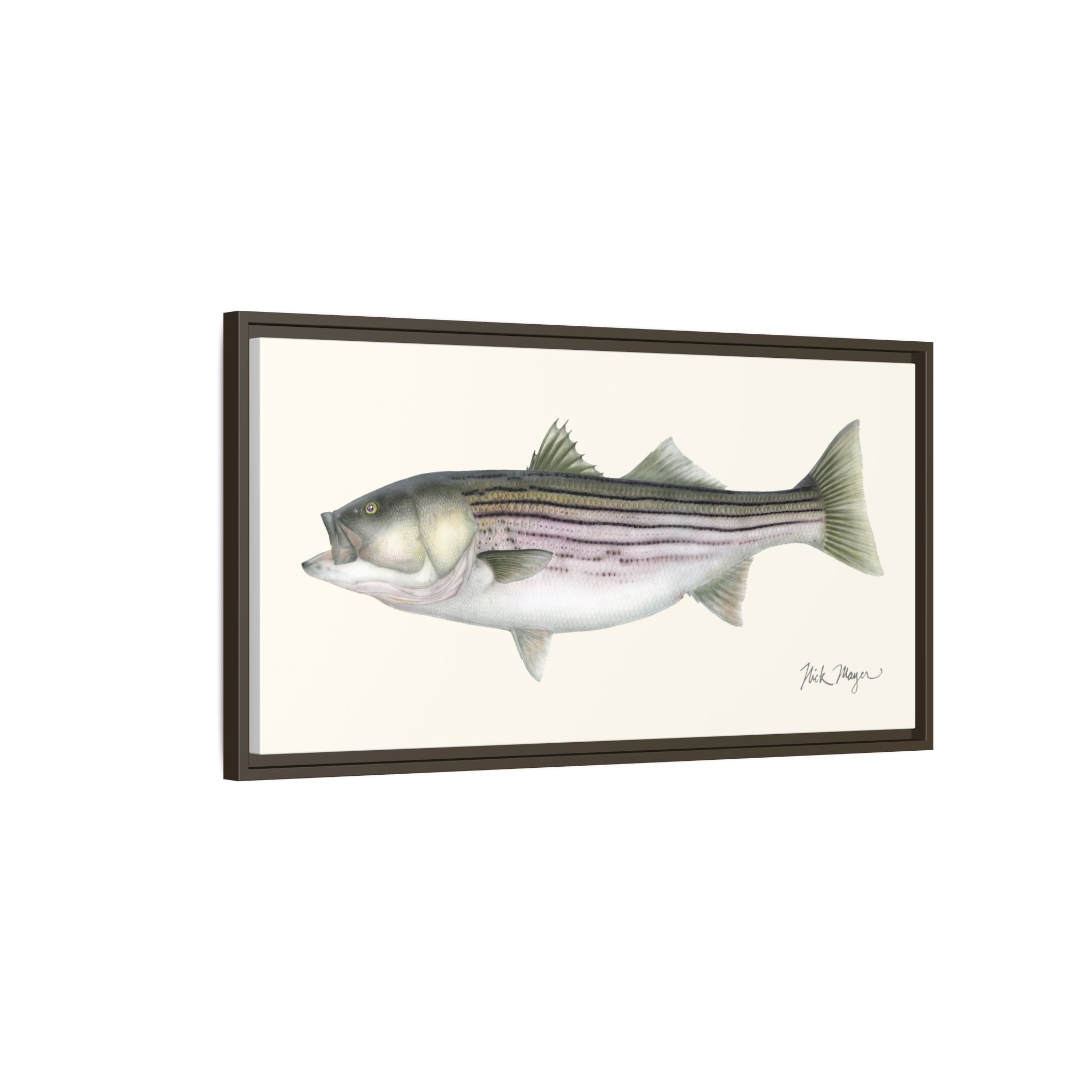 Striped Bass, 30 lbs Framed Canvas Print Printify