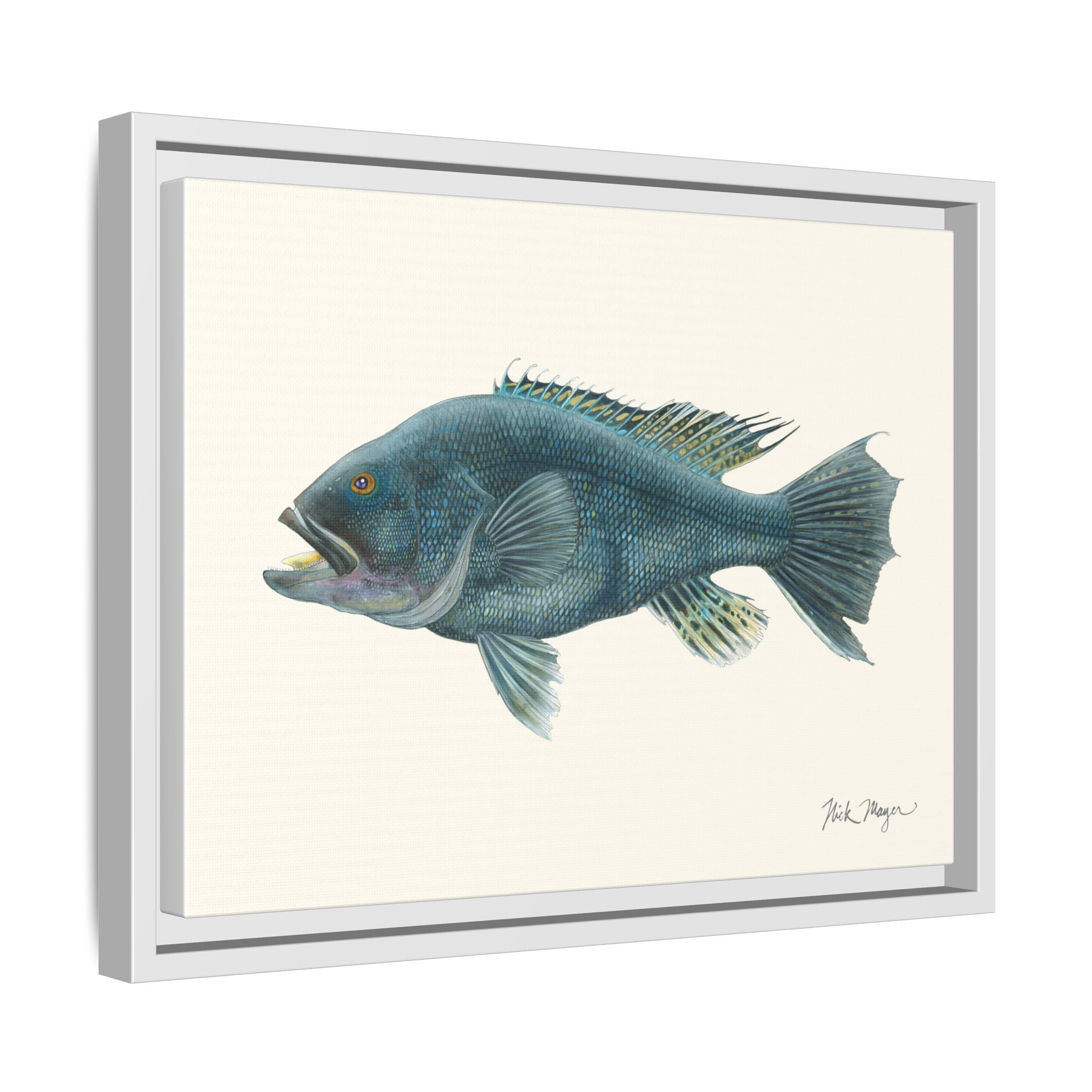 Black Sea Bass Framed Canvas Print Printify