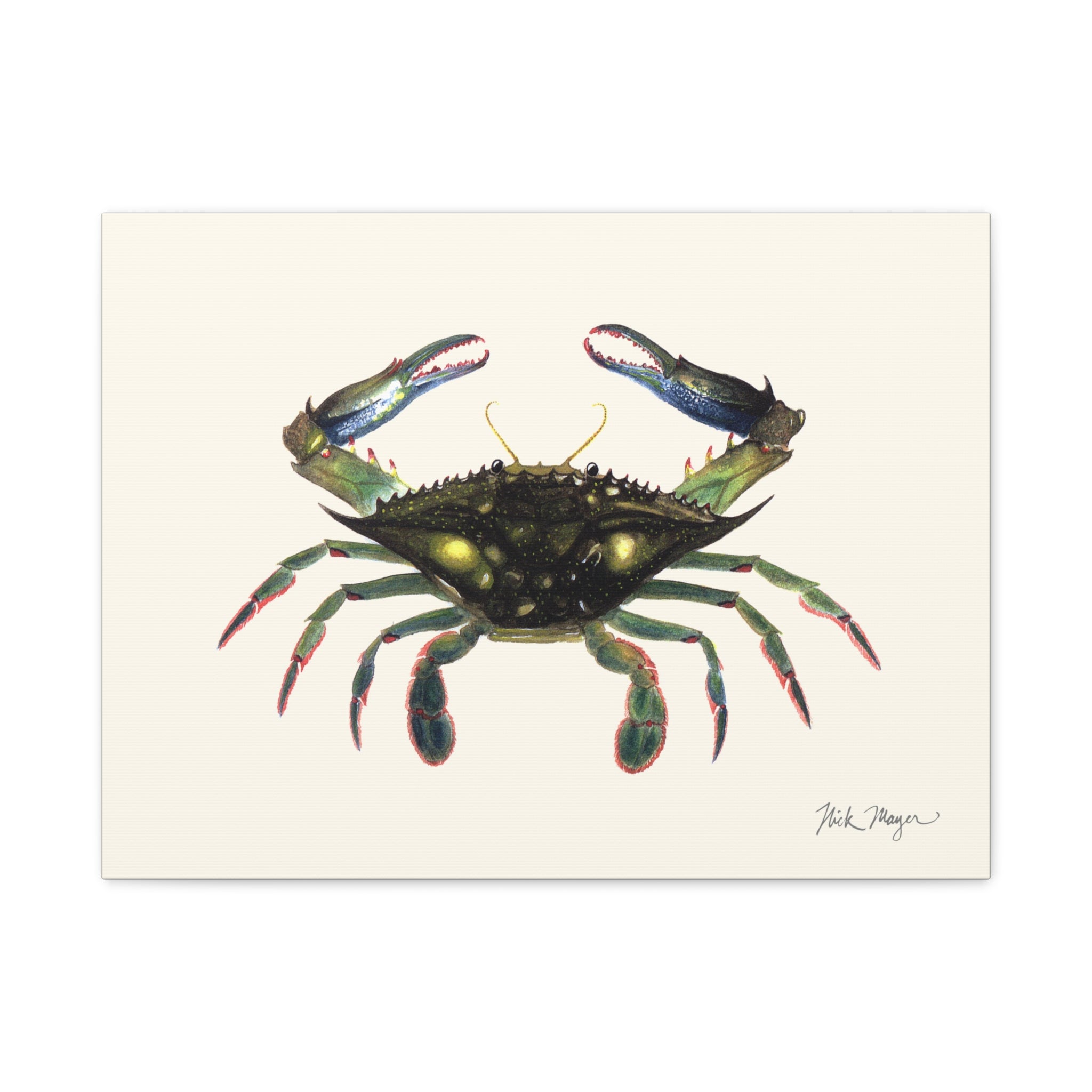 Blue Crab Claws In Canvas Print