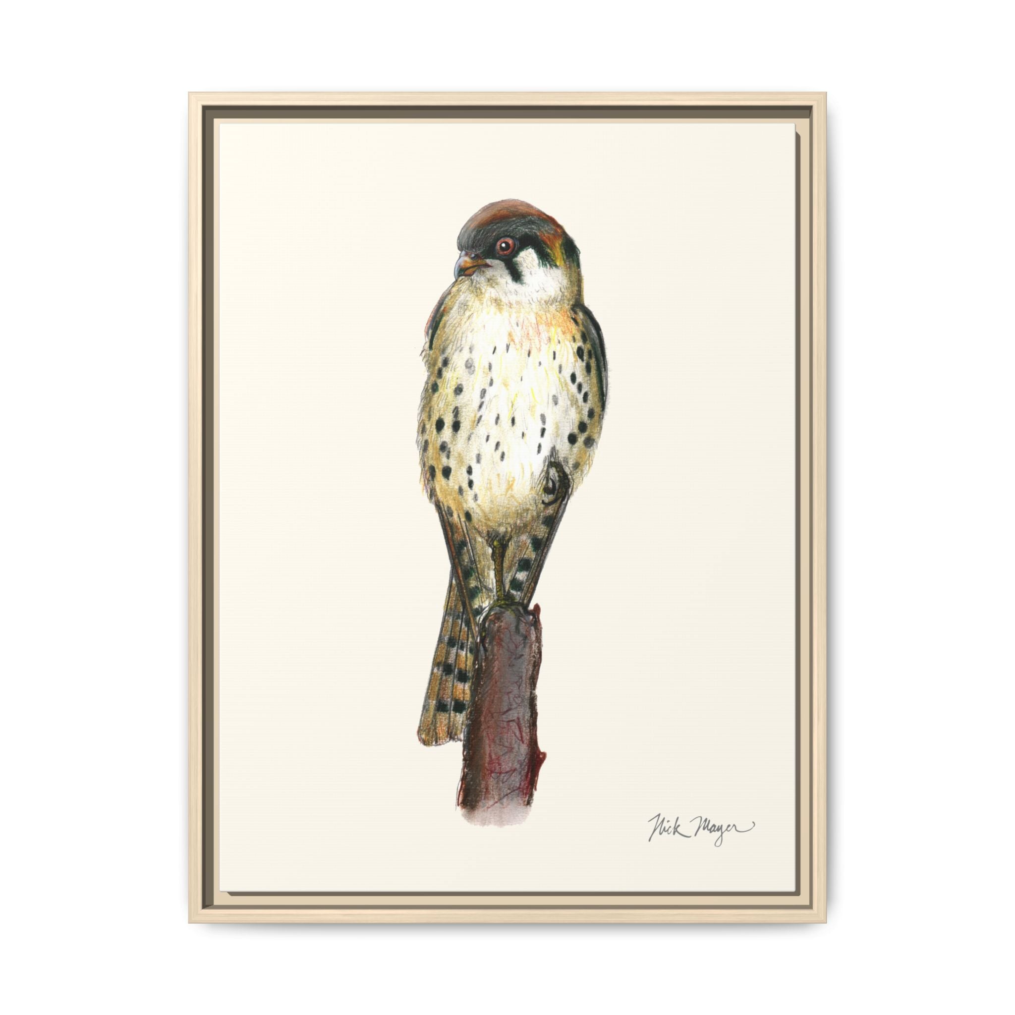 American Kestrel Framed Canvas Print Printify