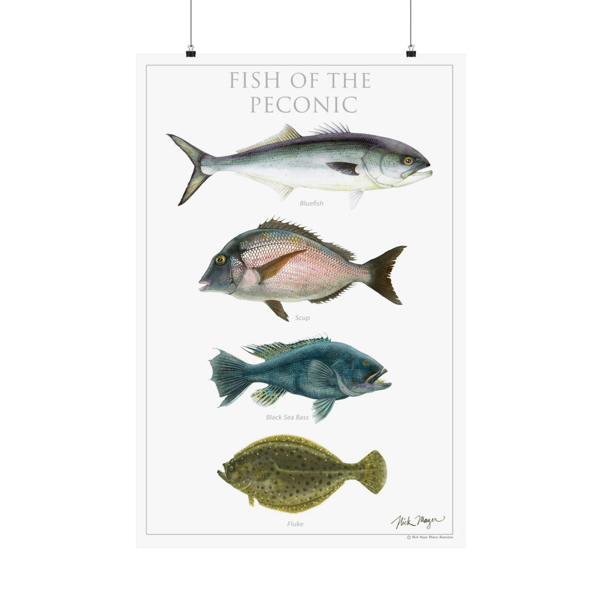 Fish of the Peconic Poster