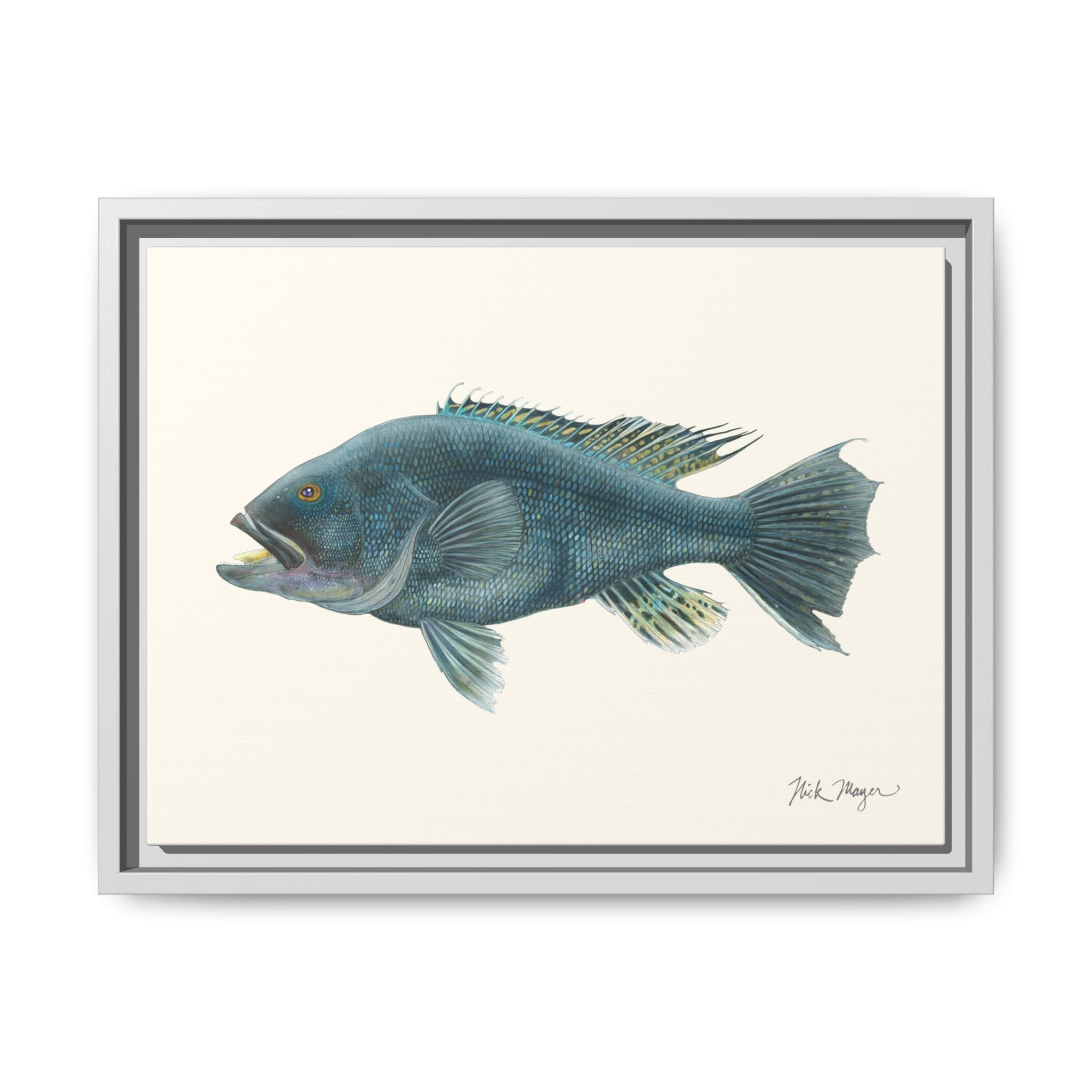 Black Sea Bass Framed Canvas Print Printify