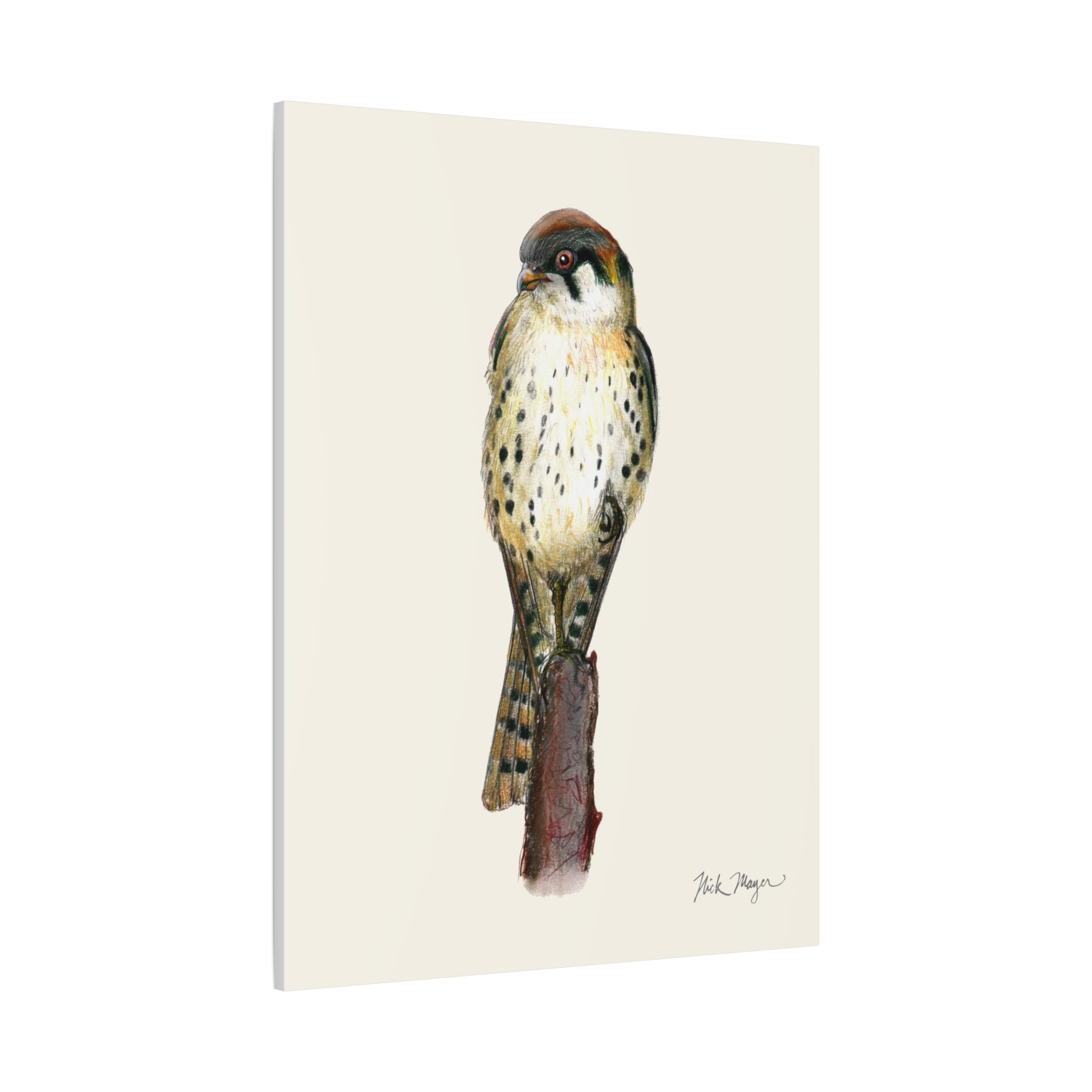 American Kestrel Canvas Print