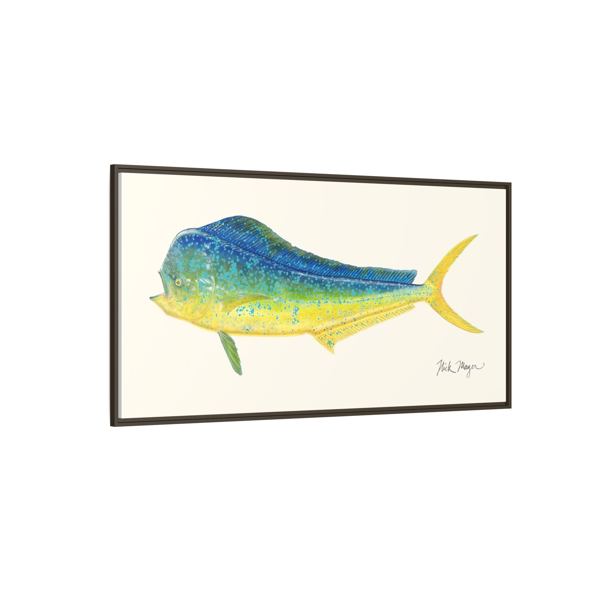 Bull Mahi Mahi Framed Canvas Print
