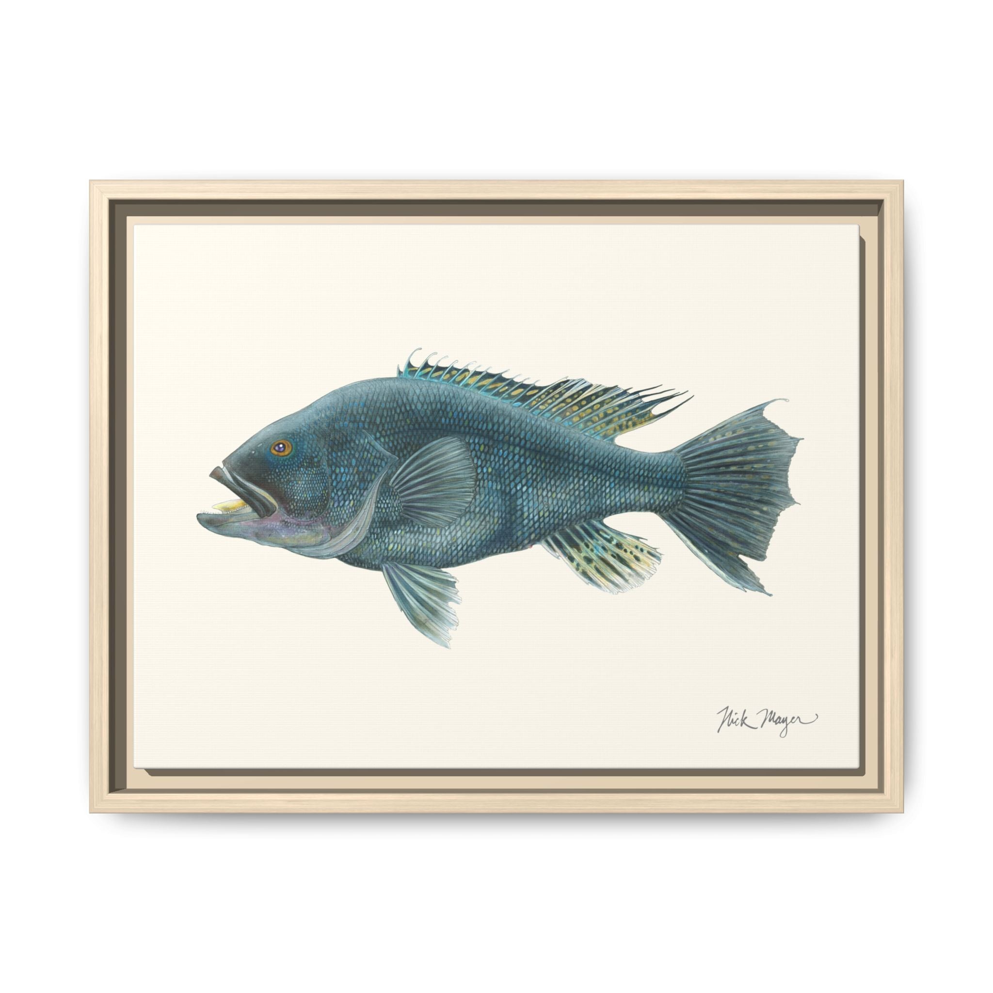 Black Sea Bass Framed Canvas Print Printify