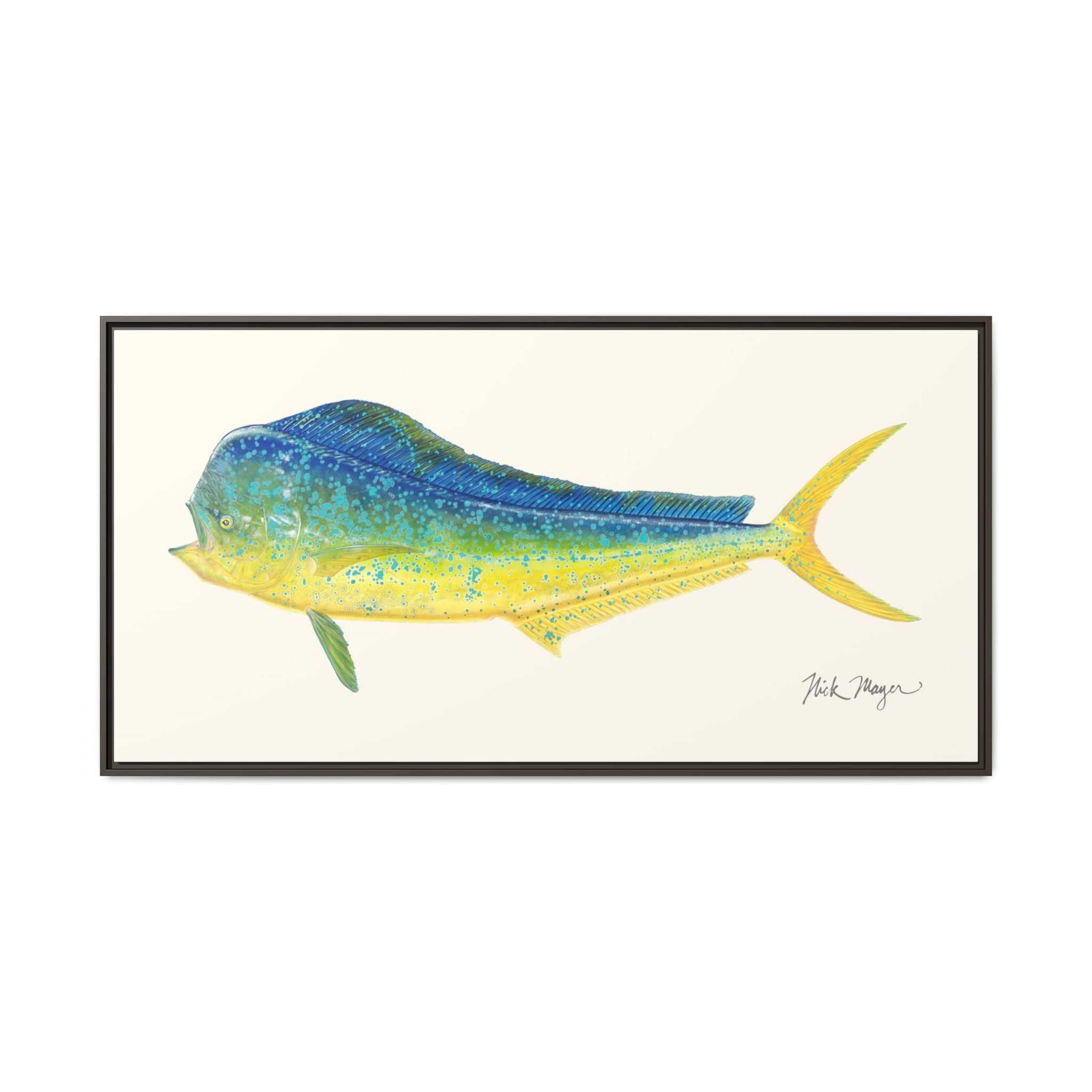 Bull Mahi Mahi Framed Canvas Print