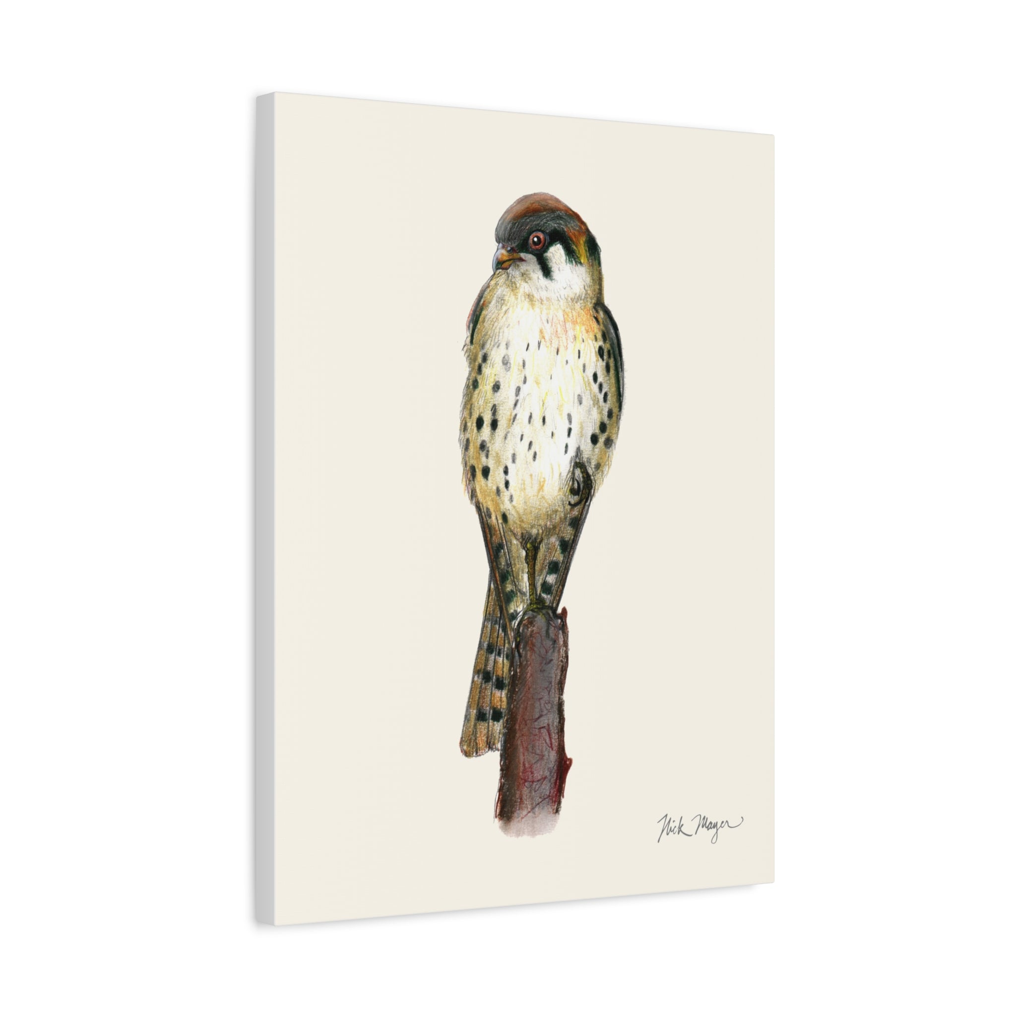 American Kestrel Canvas Print
