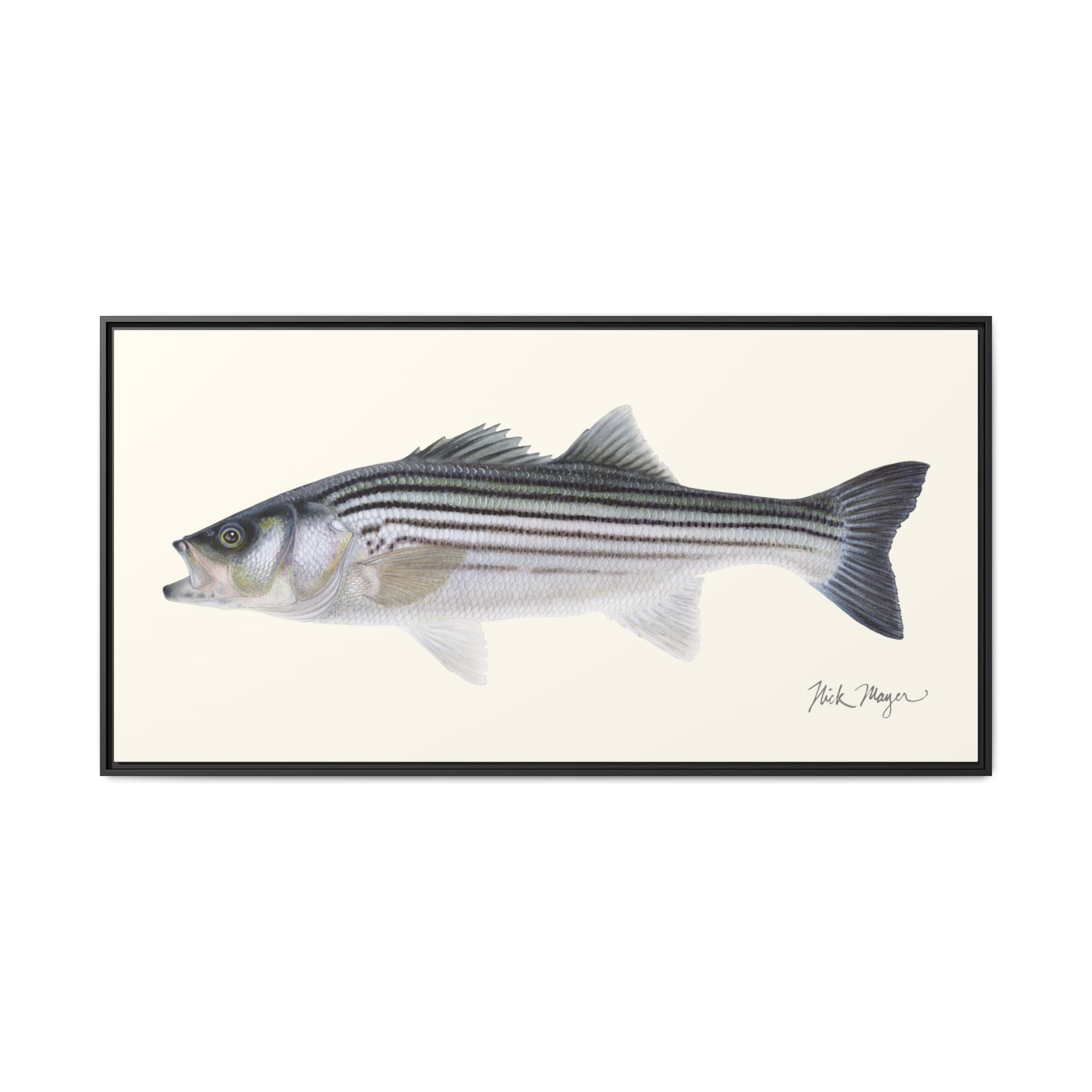 Schoolie Striped Bass Framed Canvas Print Printify